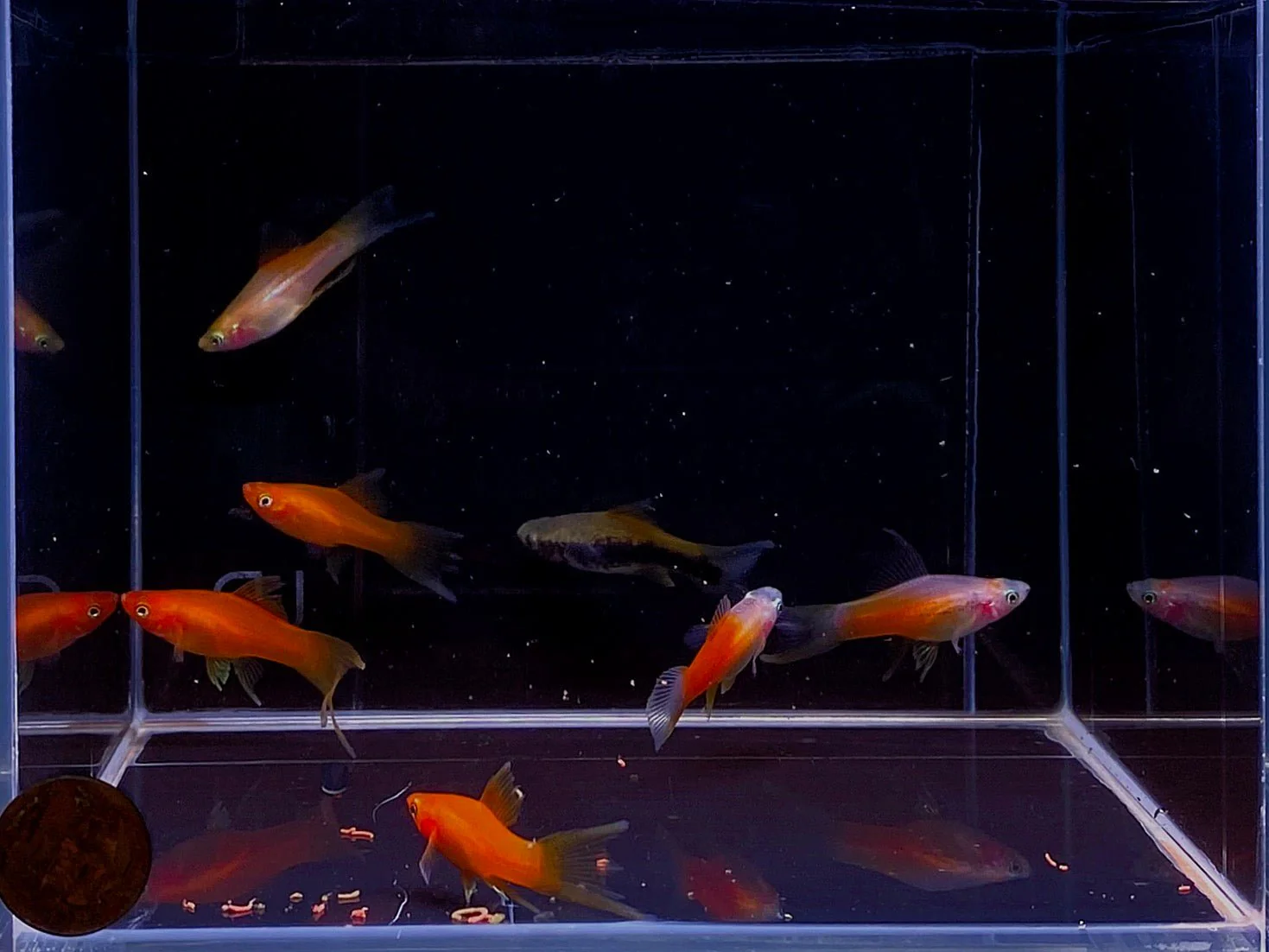 Assorted Double Swordtail - Image 2