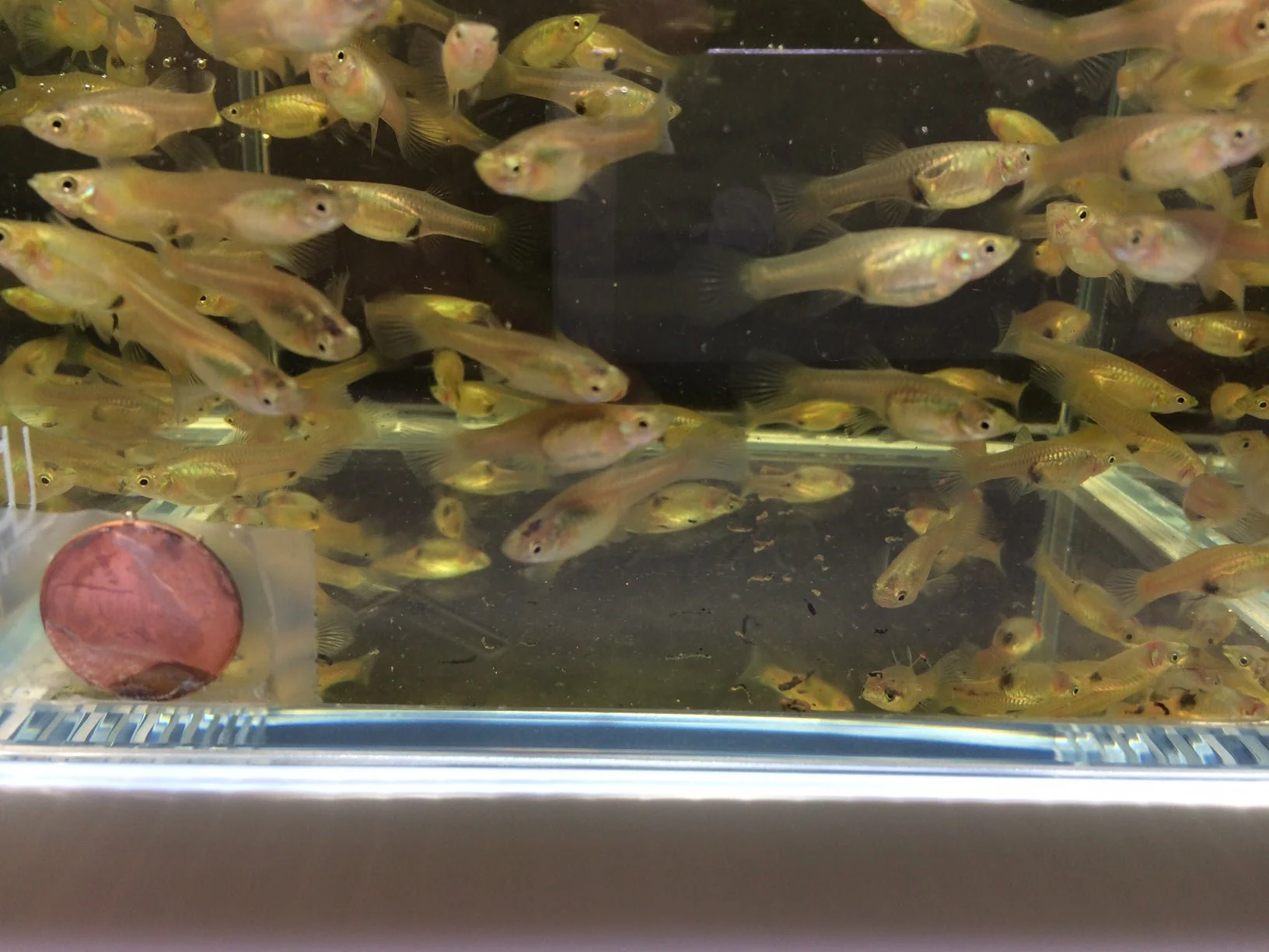 Assorted Endler Females (Size S)