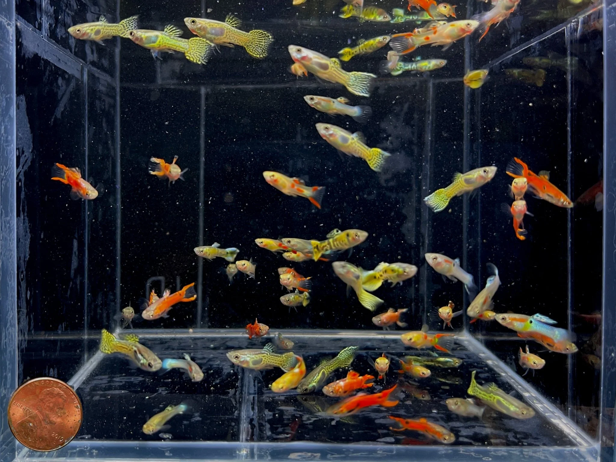 Assorted Endler Males