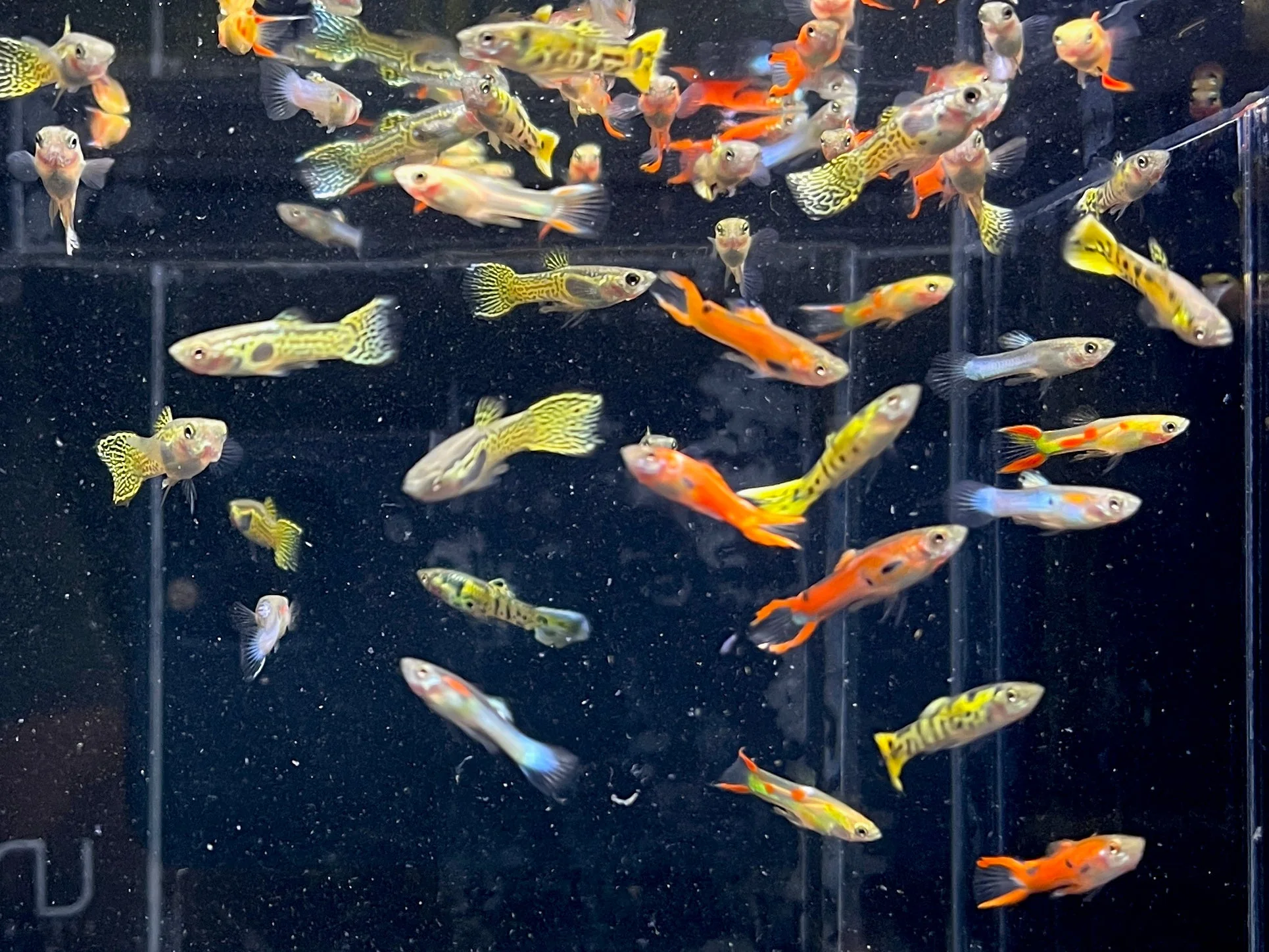 Assorted Endler Males - Image 2