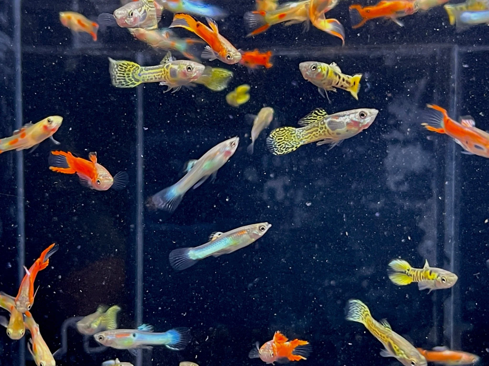 Assorted Endler Males - Image 3