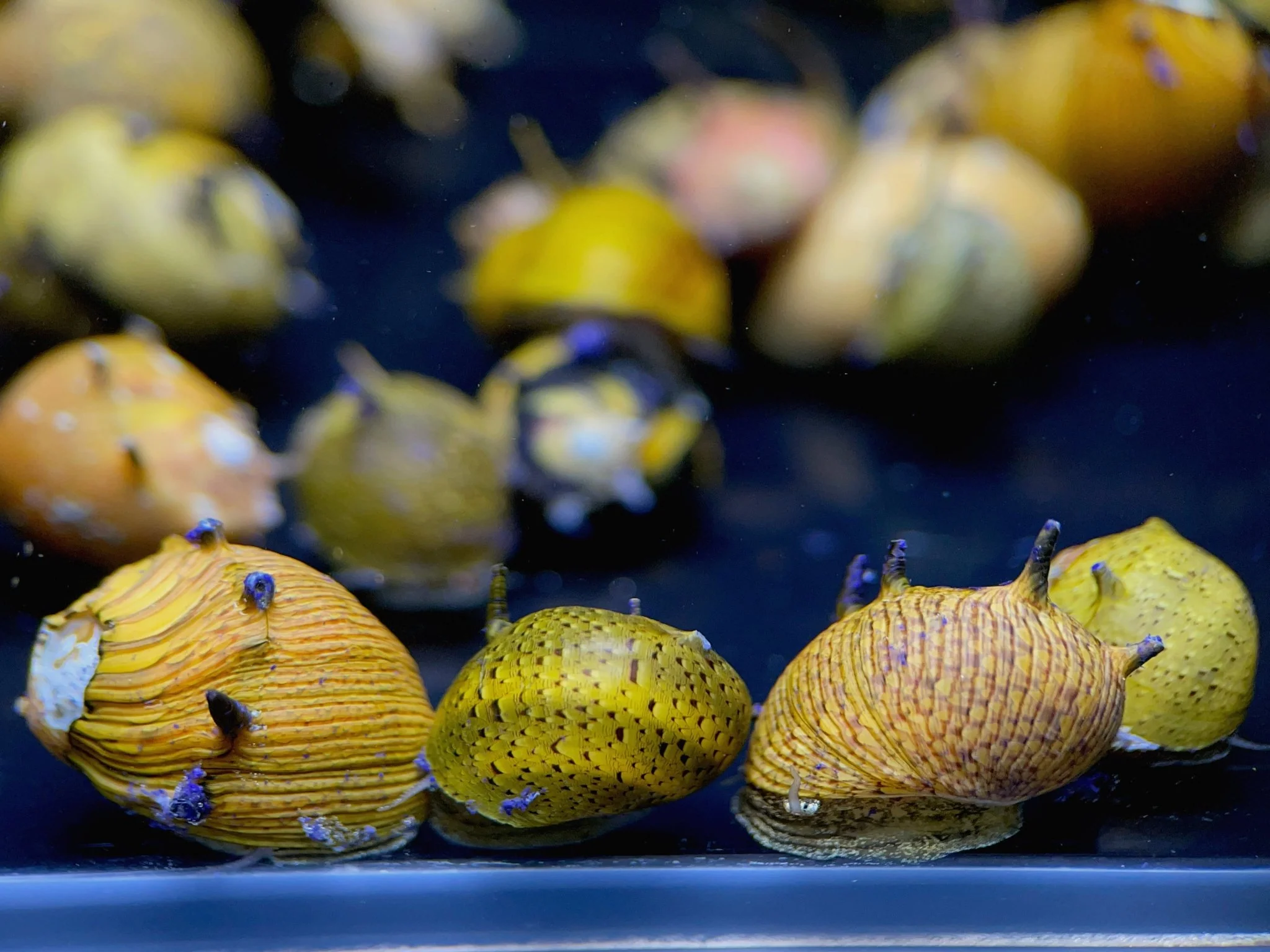 Horned Nerite Snail, Assorted