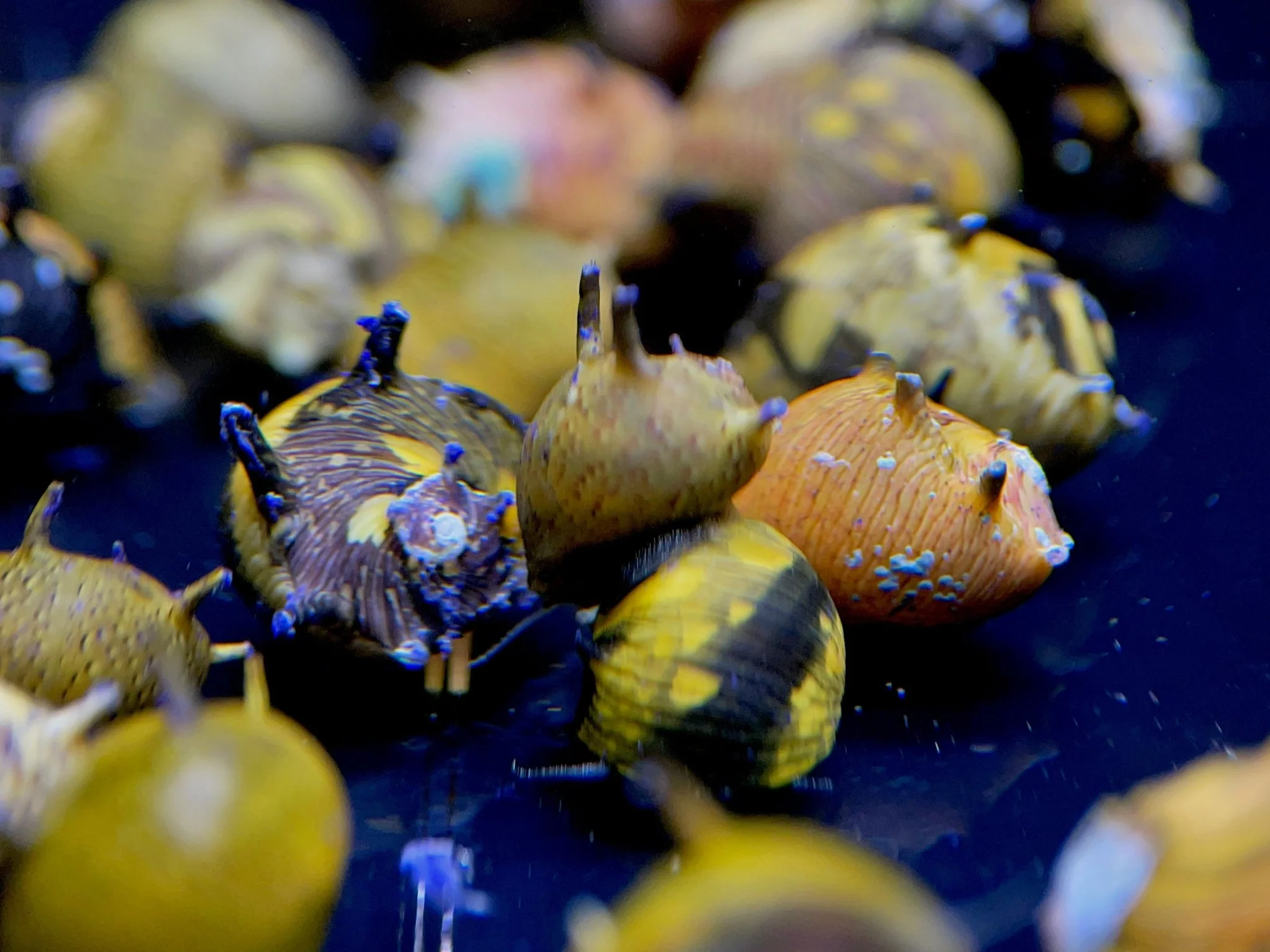 Horned Nerite Snail, Assorted - Image 2