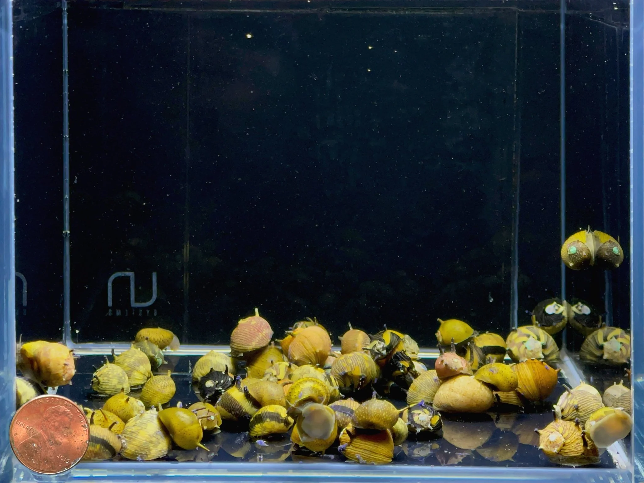 Horned Nerite Snail, Assorted - Image 3