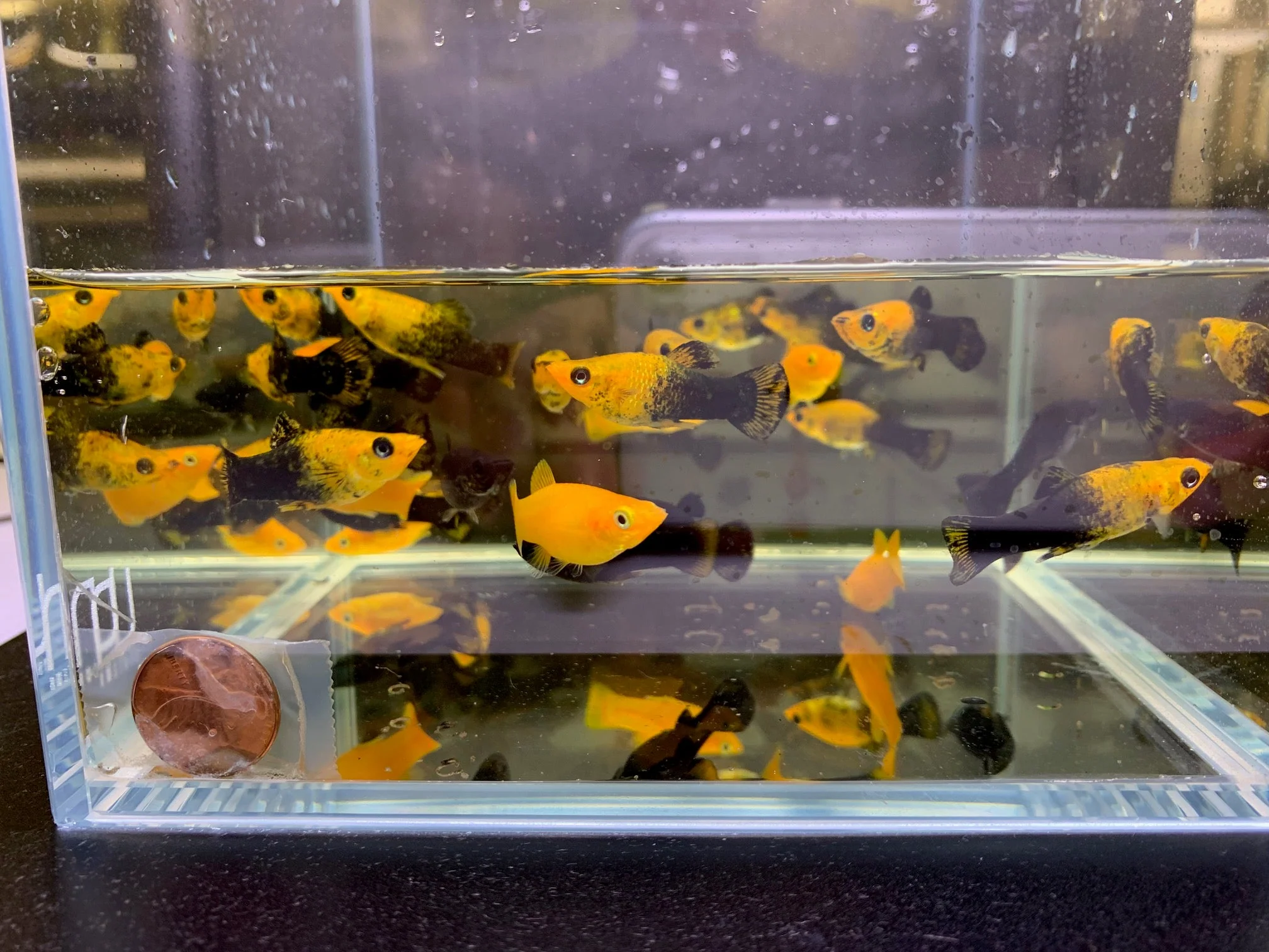 Assorted Molly