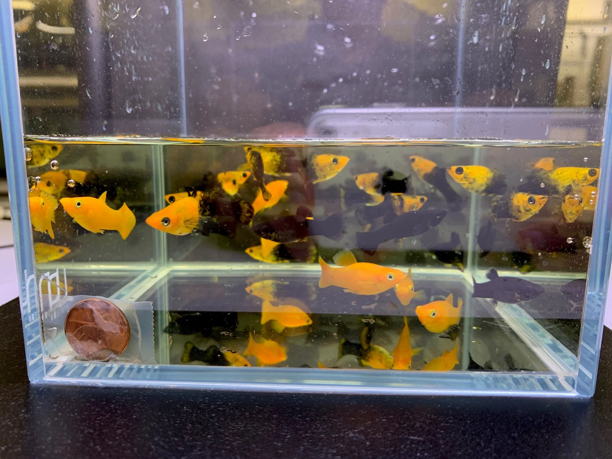 Assorted Molly - Image 2