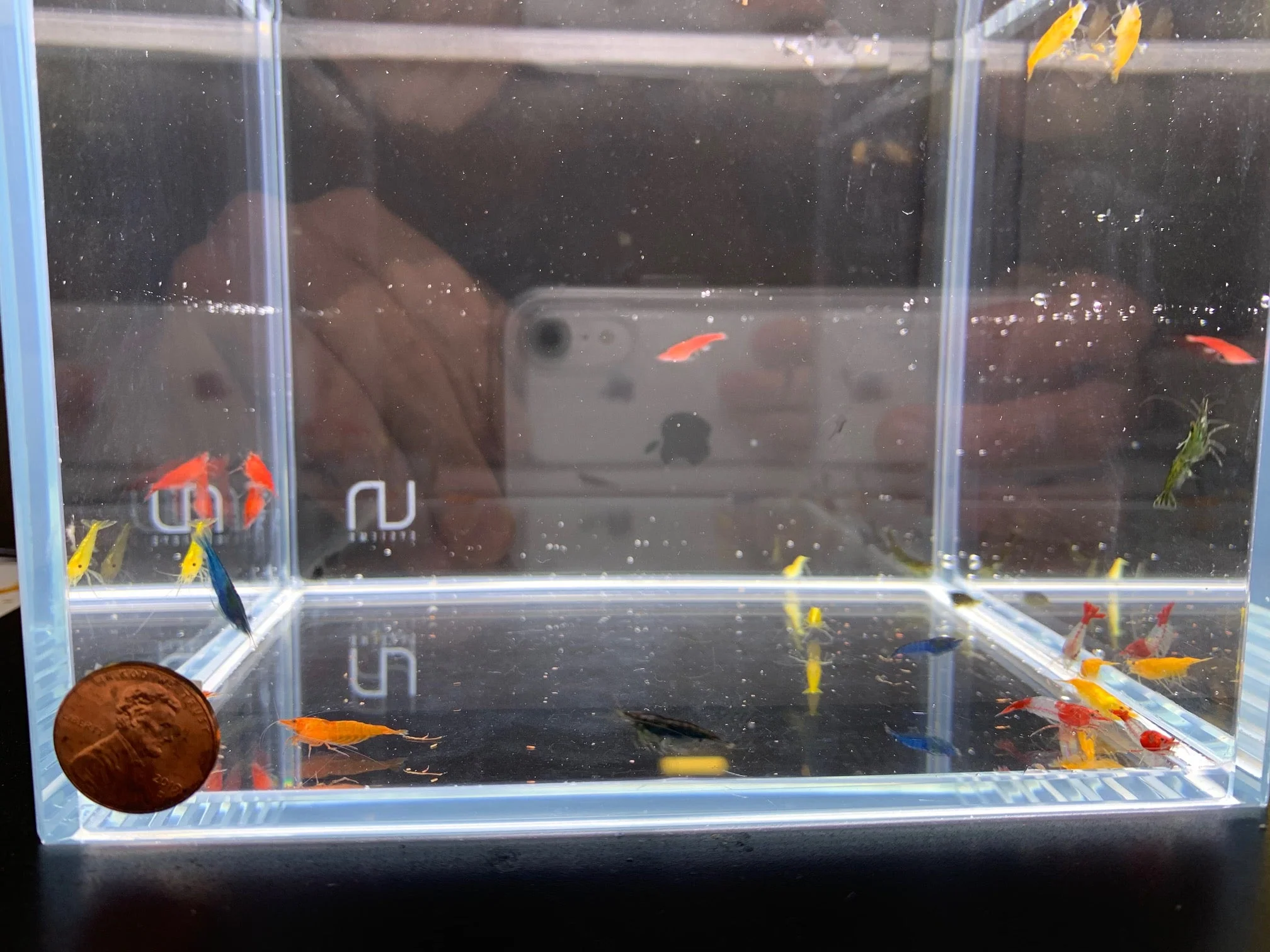 Assorted Neocaridina davidi Shrimp - Image 2