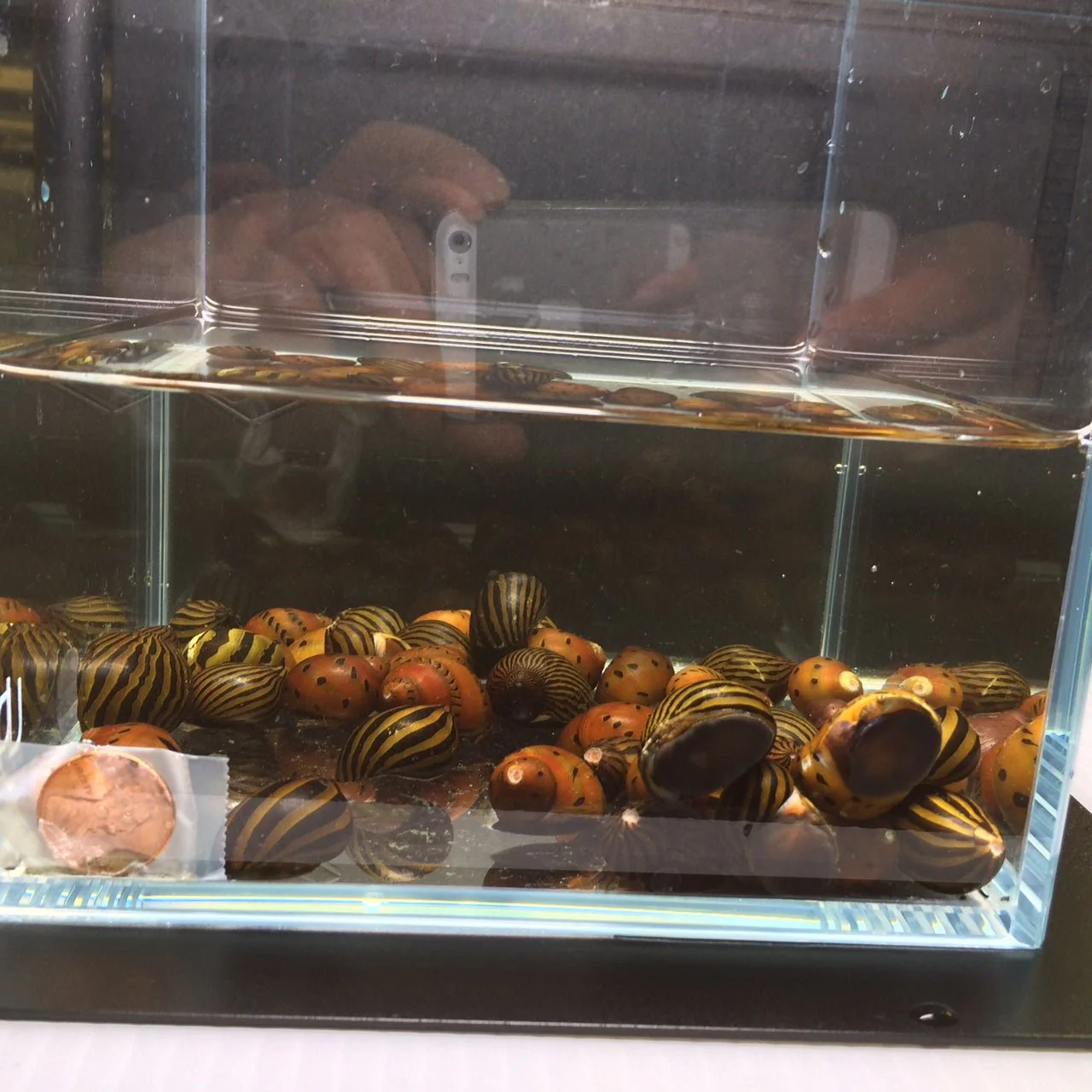 Assorted Nerite Snail