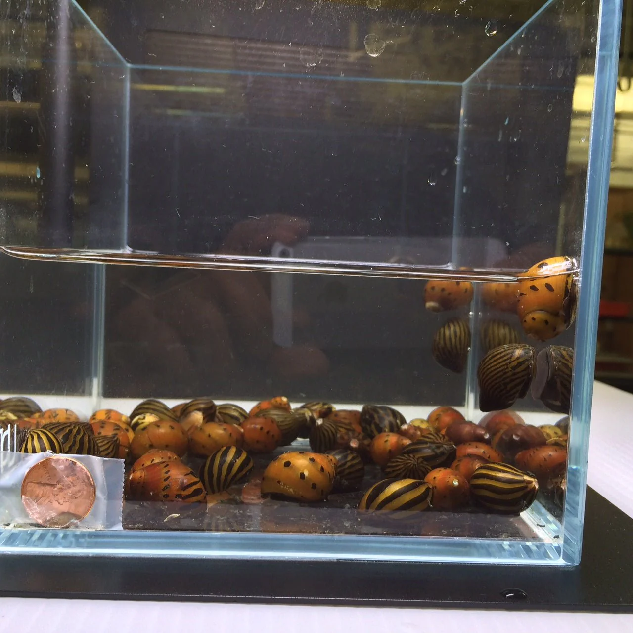 Assorted Nerite Snail - Image 2