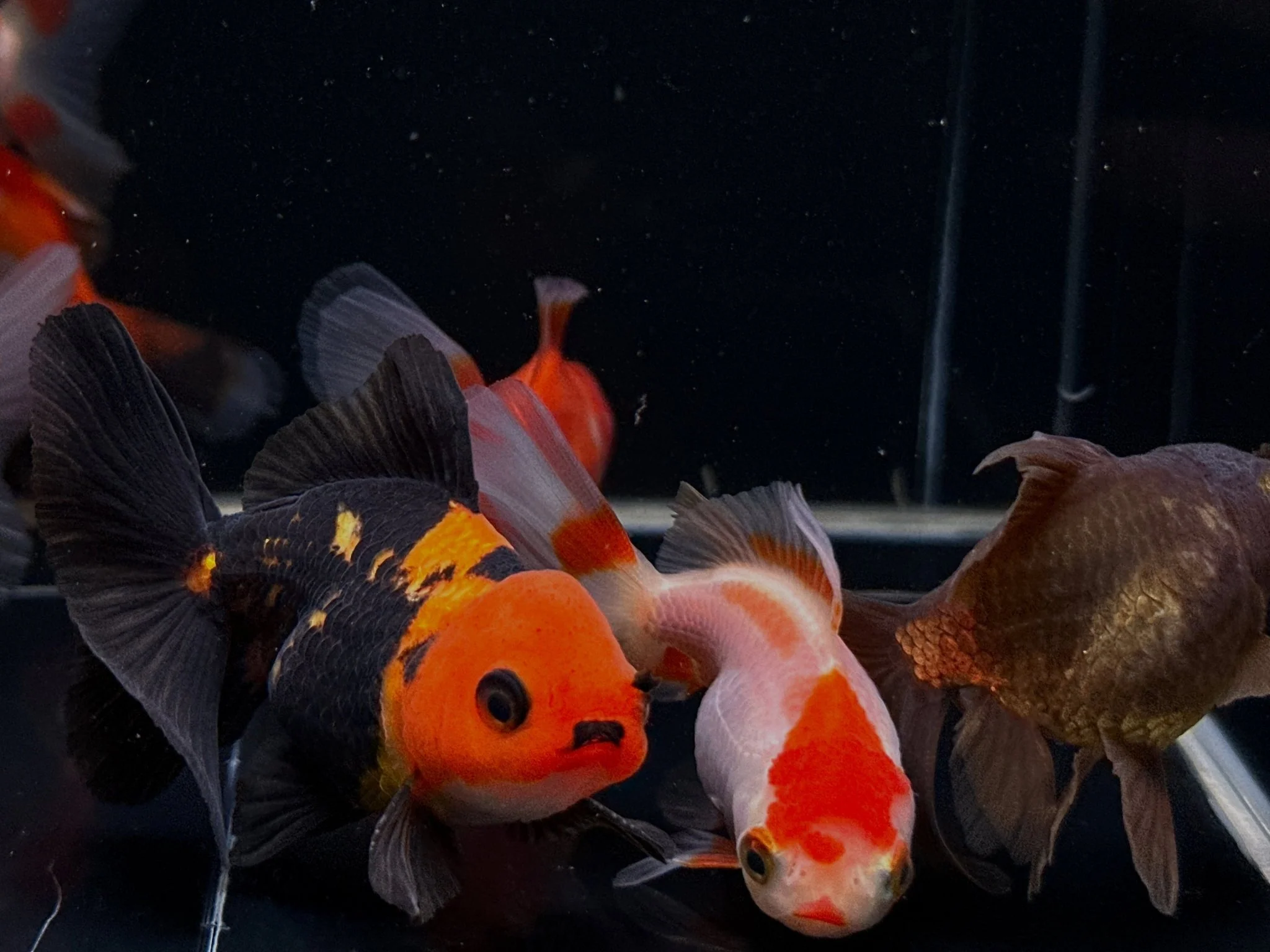 Assorted Thailand Oranda Goldfish - 2.5"-3"