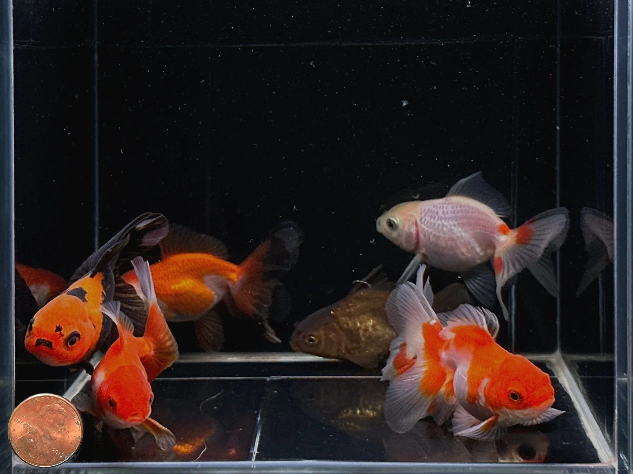 Assorted Thailand Oranda Goldfish - 2.5"-3" - Image 2