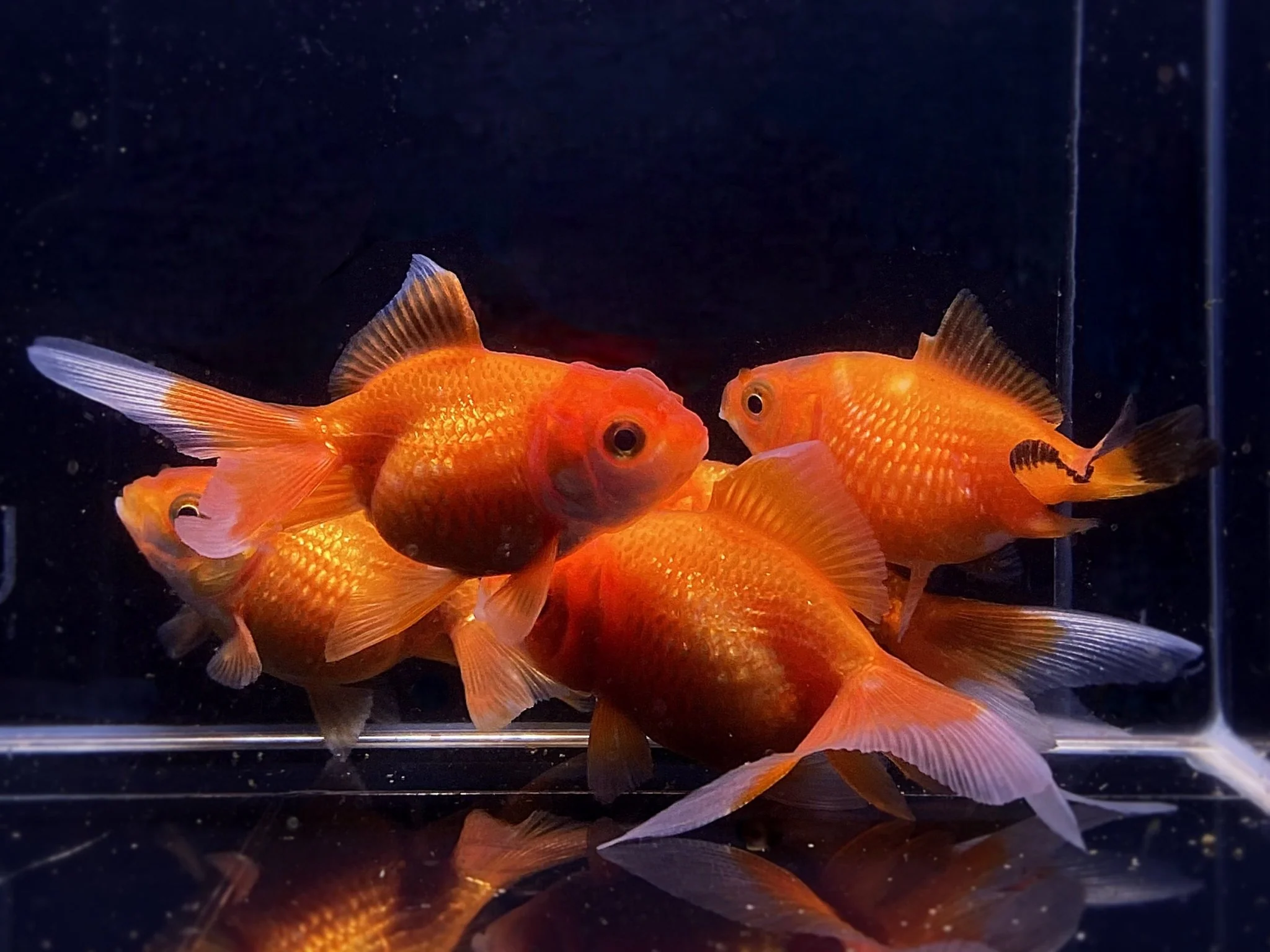 Red Pearlscale Goldfish 2-2.5"