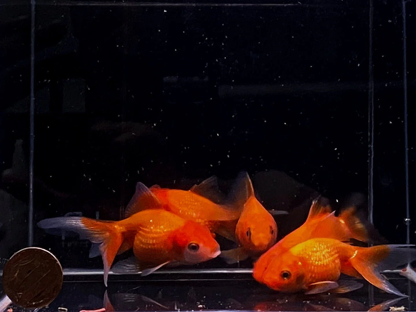 Red Pearlscale Goldfish 2-2.5" - Image 2