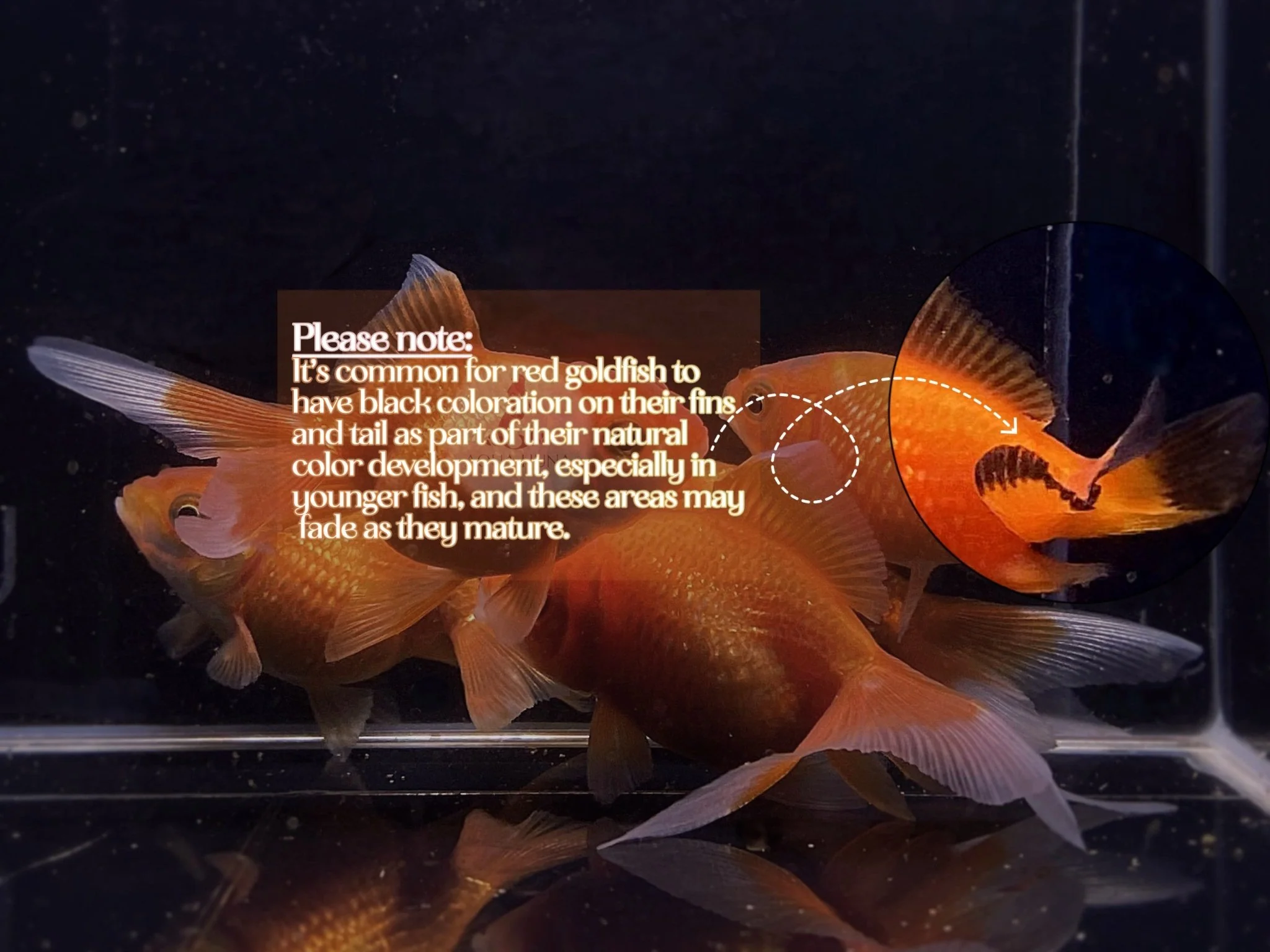 Red Pearlscale Goldfish 2-2.5" - Image 3