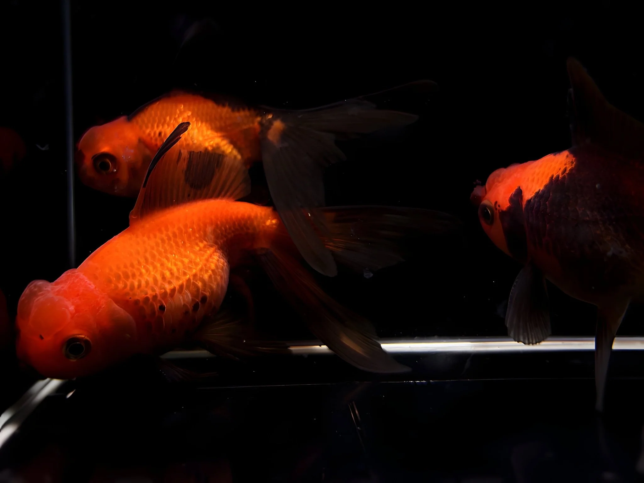 Assorted Pearlscale Goldfish - 2.75-3.25"