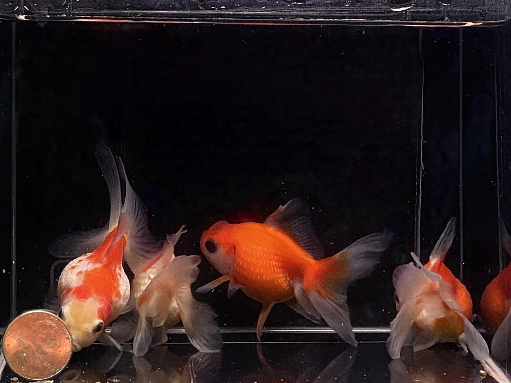 Assorted Pearlscale Goldfish - 2.75-3.25" - Image 2