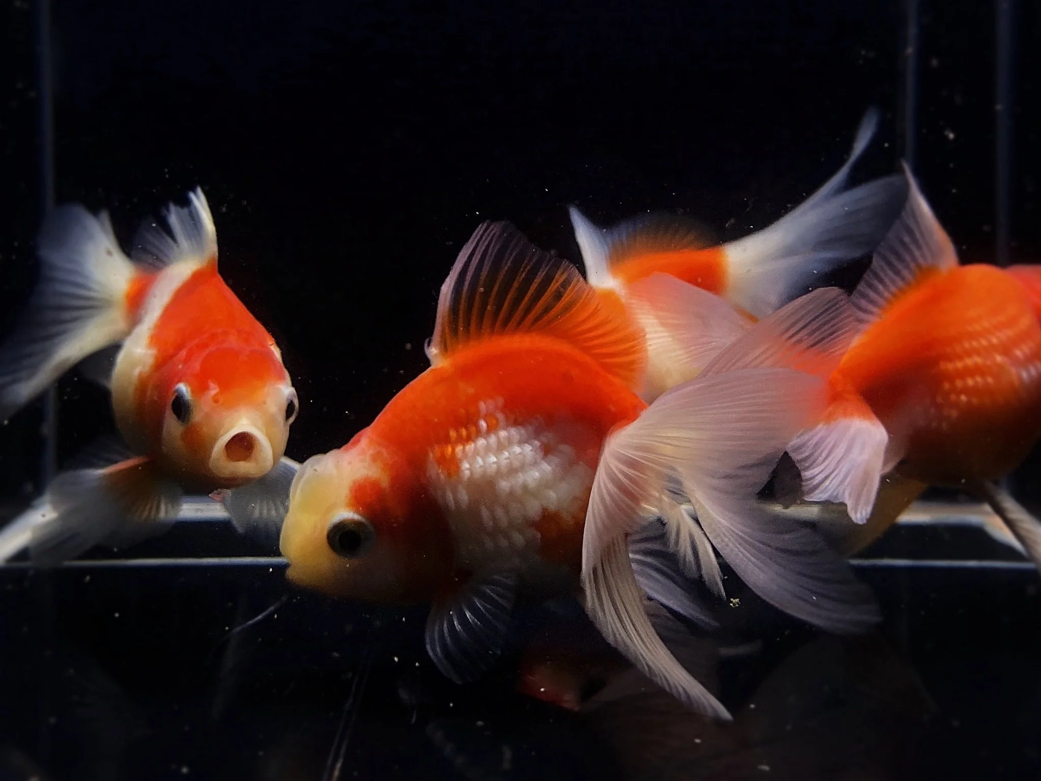 Assorted Pearlscale Goldfish - 2.75-3.25" - Image 3
