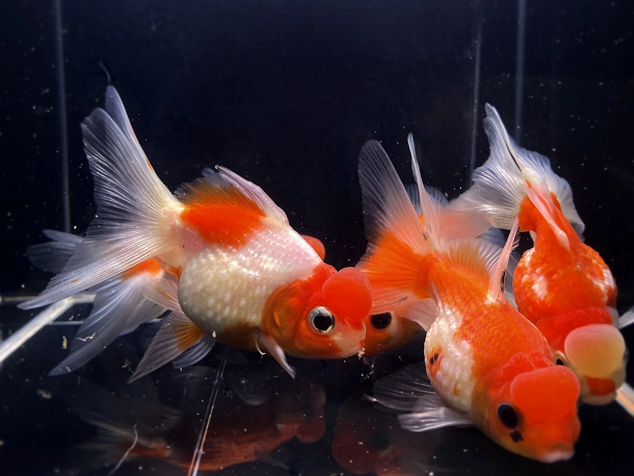 Assorted Pearlscale Oranda Goldfish - 2.75-3.25"