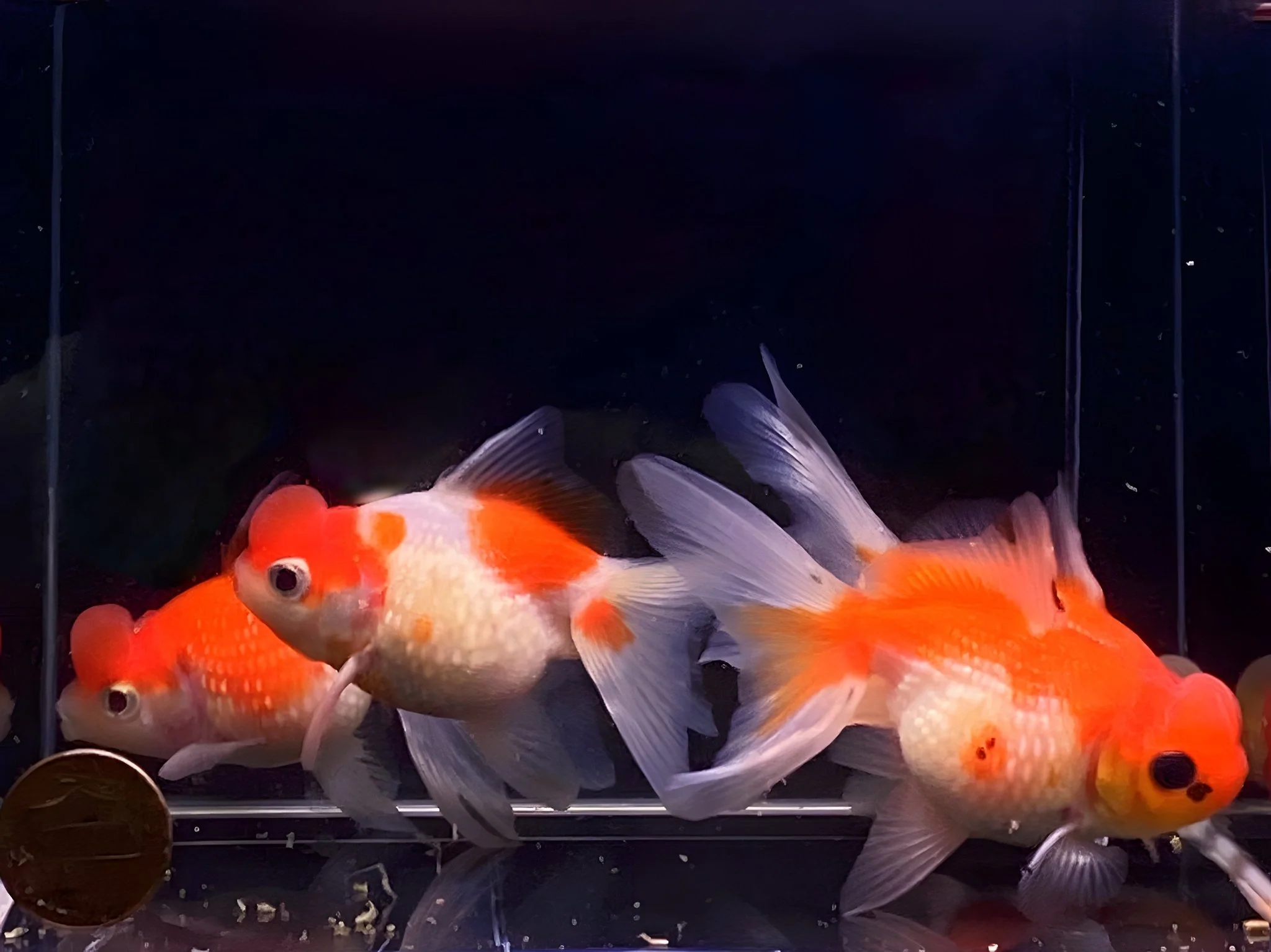 Assorted Pearlscale Oranda Goldfish - 2.75-3.25" - Image 2