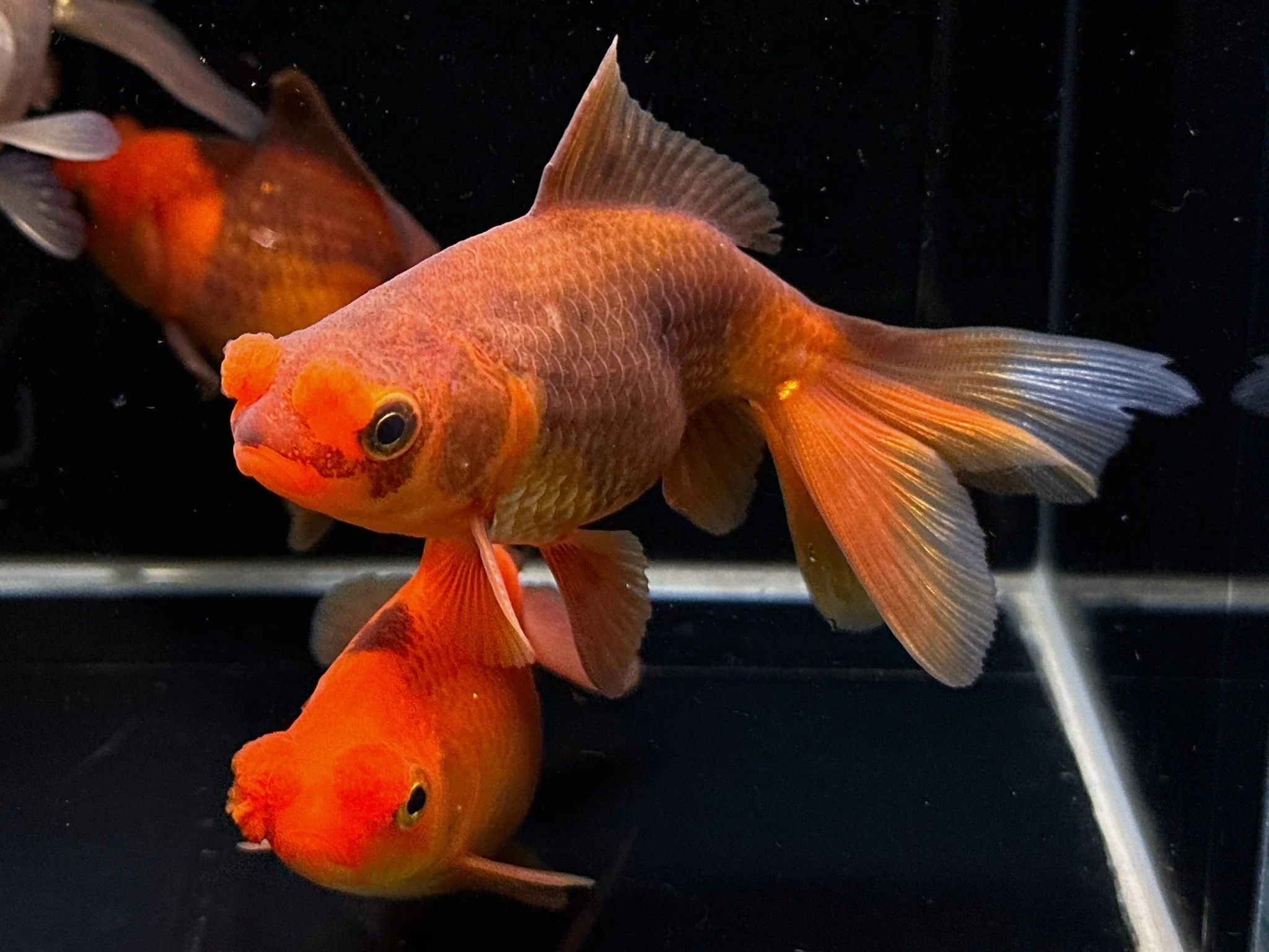 Chocolate Pompom Goldfish 3.25-3.5" - Image 2