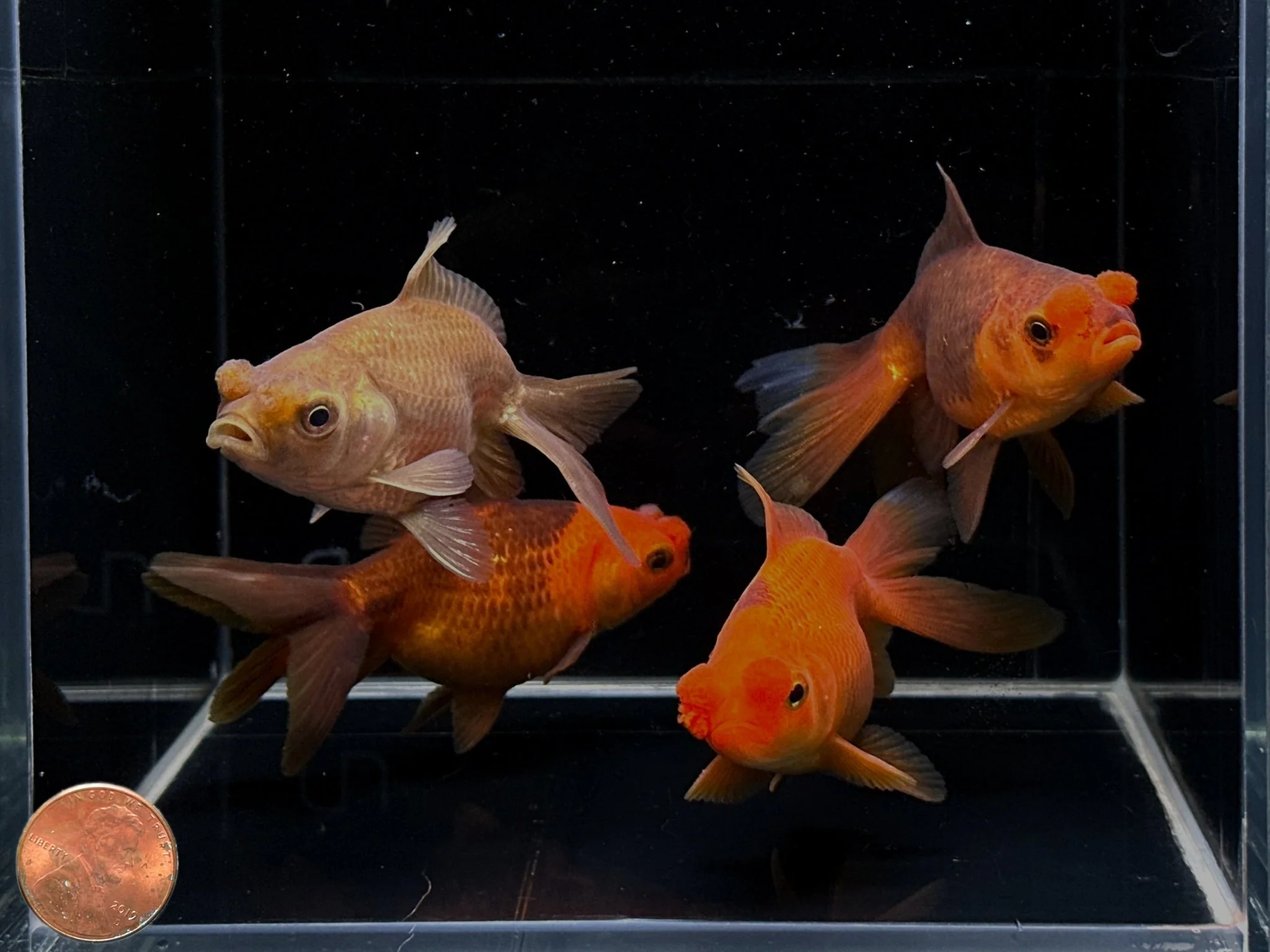 Chocolate Pompom Goldfish 3.25-3.5" - Image 3