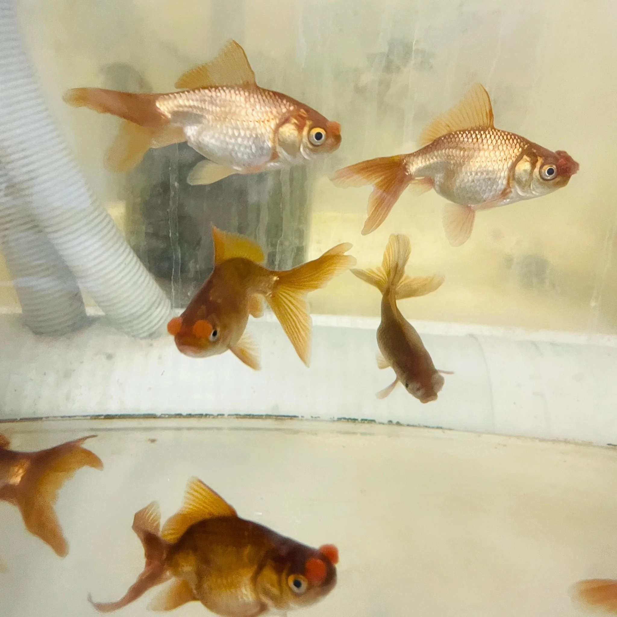 Chocolate Pompom Goldfish 3.25-3.5" - Image 4