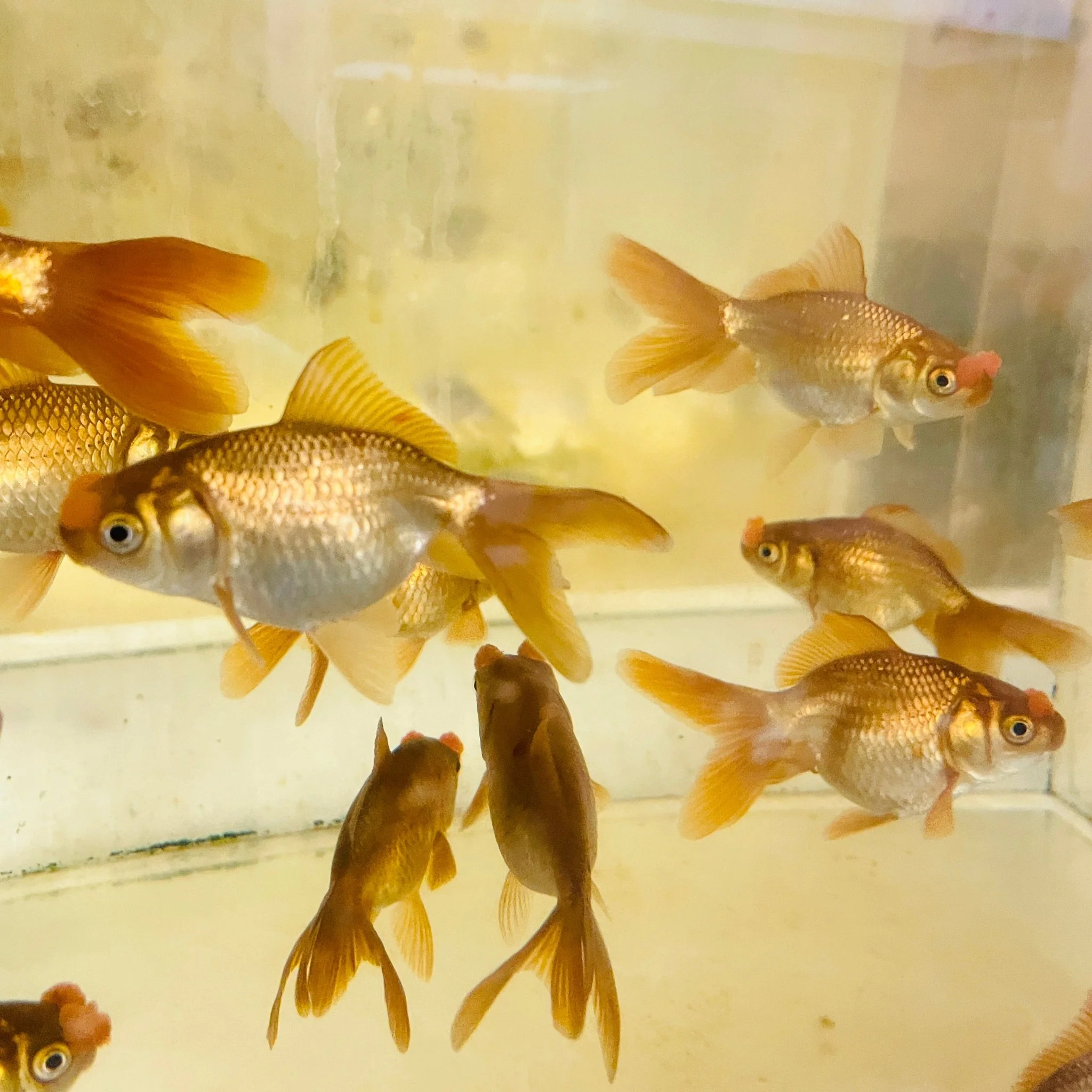 Chocolate Pompom Goldfish 3.25-3.5" - Image 5