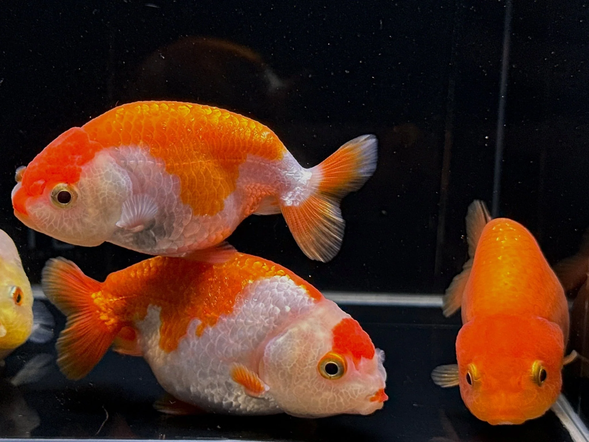 Assorted Ranchu Goldfish - 2.75-3.25"