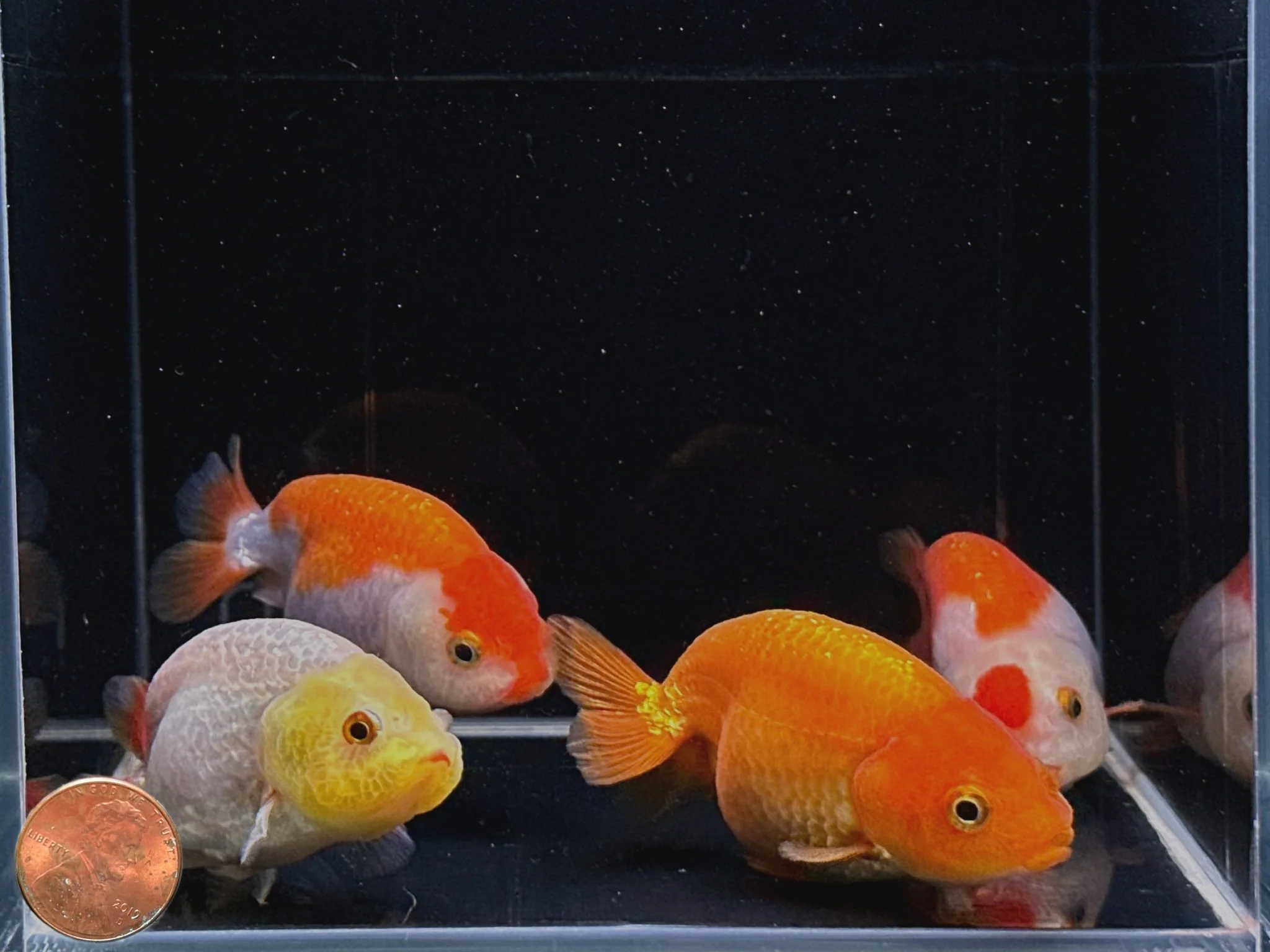 Assorted Ranchu Goldfish - 2.75-3.25" - Image 2