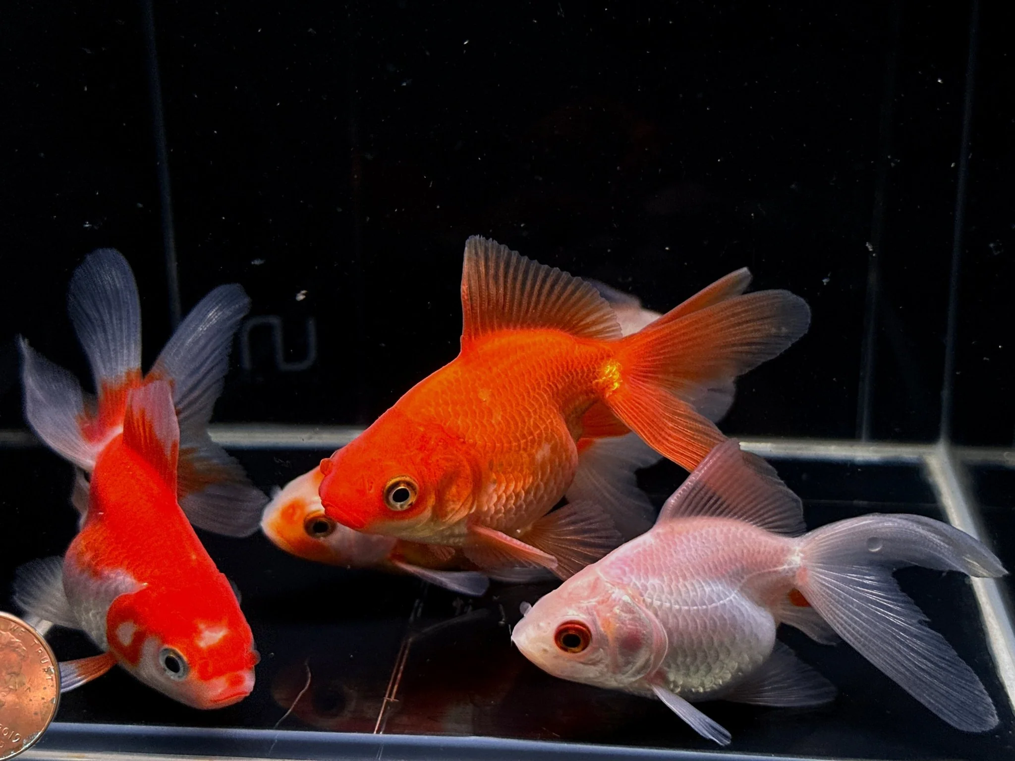 Assorted Ryukin Goldfish 2.75-3.25"