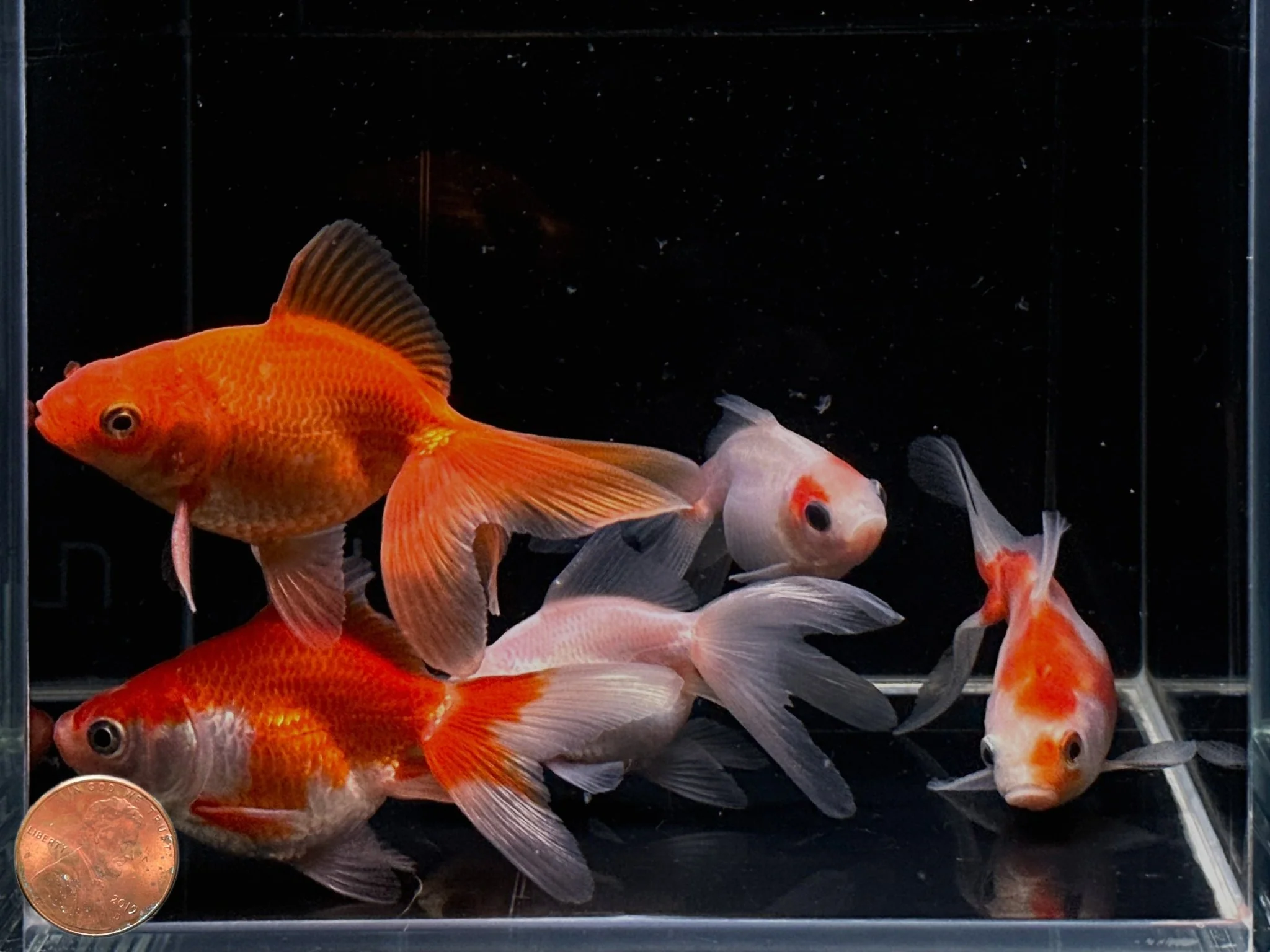 Assorted Ryukin Goldfish 2.75-3.25" - Image 2