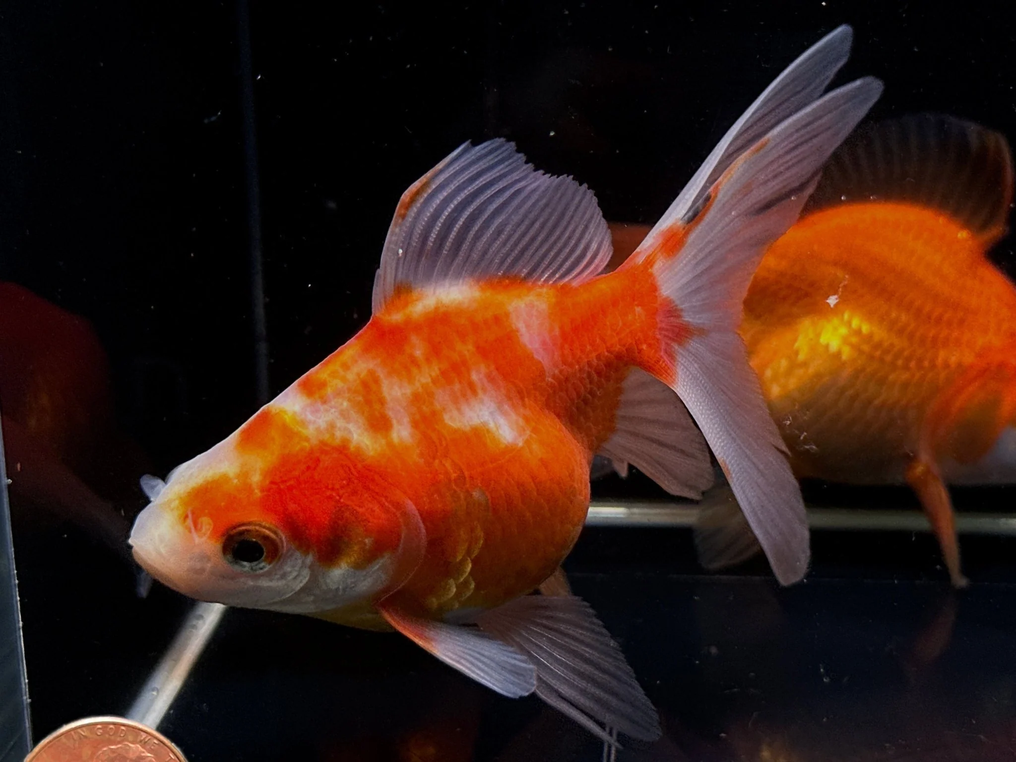 Assorted Ryukin Goldfish - 4-4.5"