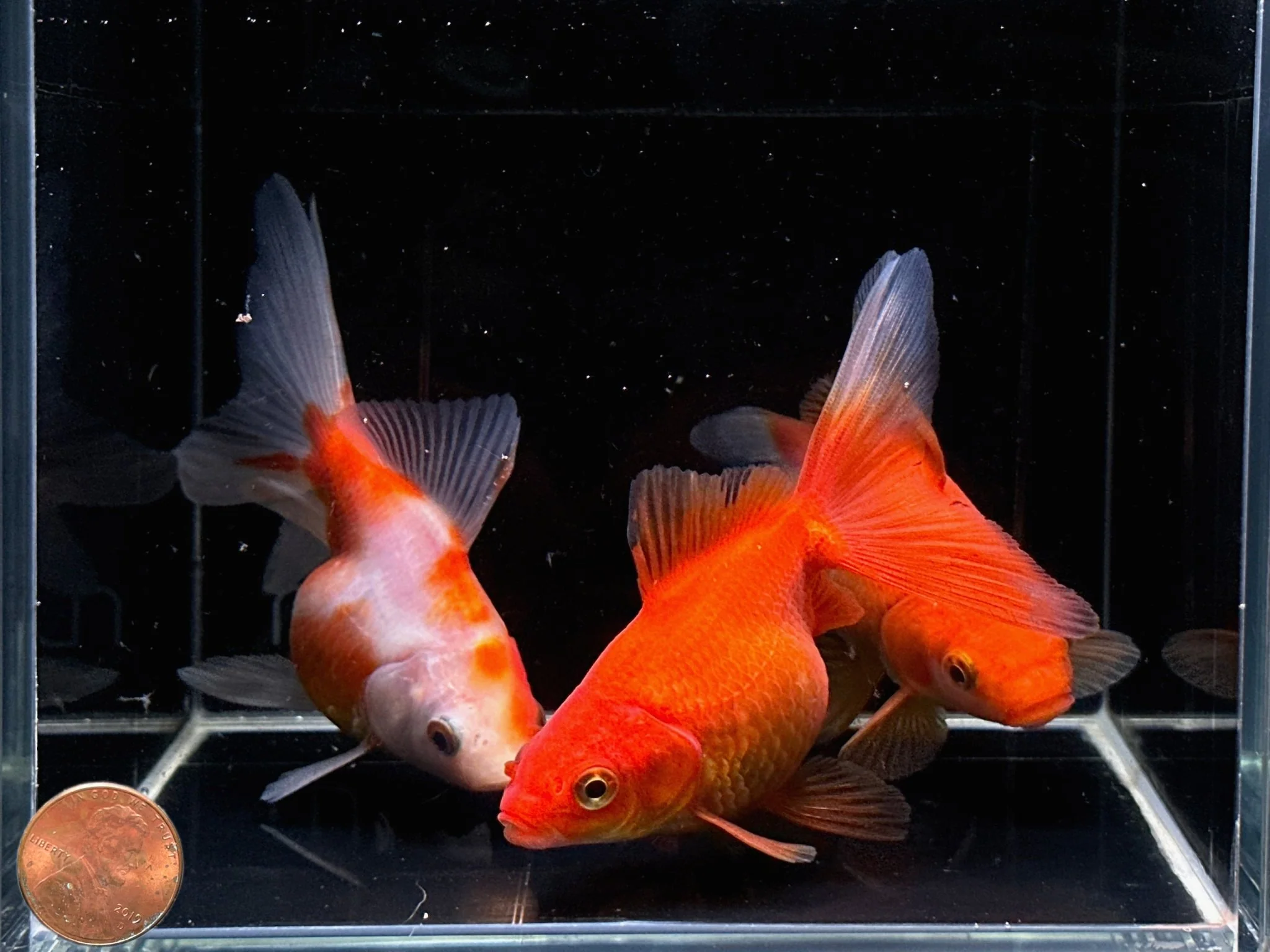 Assorted Ryukin Goldfish - 4-4.5" - Image 2
