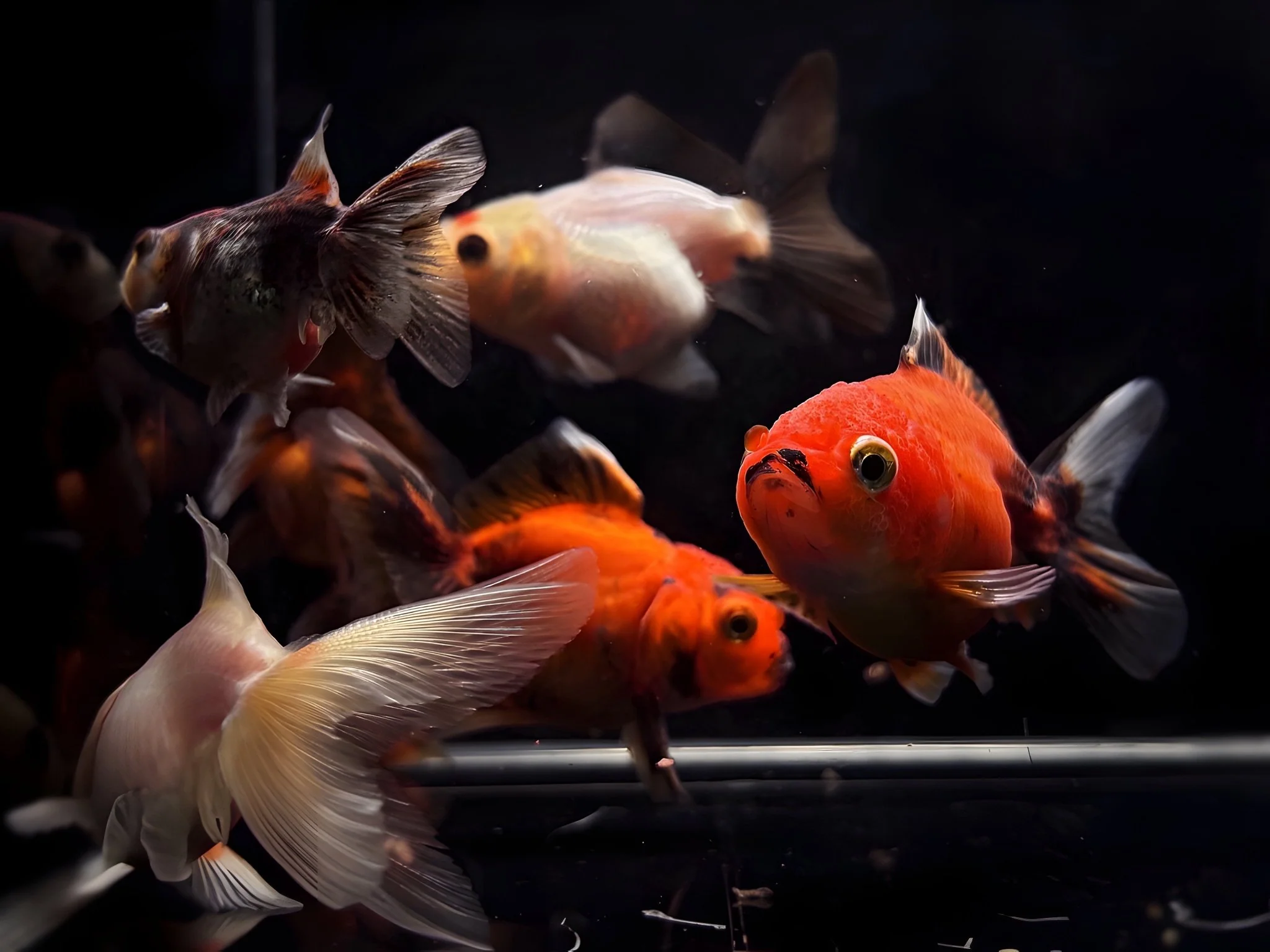 Assorted Thailand Oranda Goldfish - 2"-2.5"