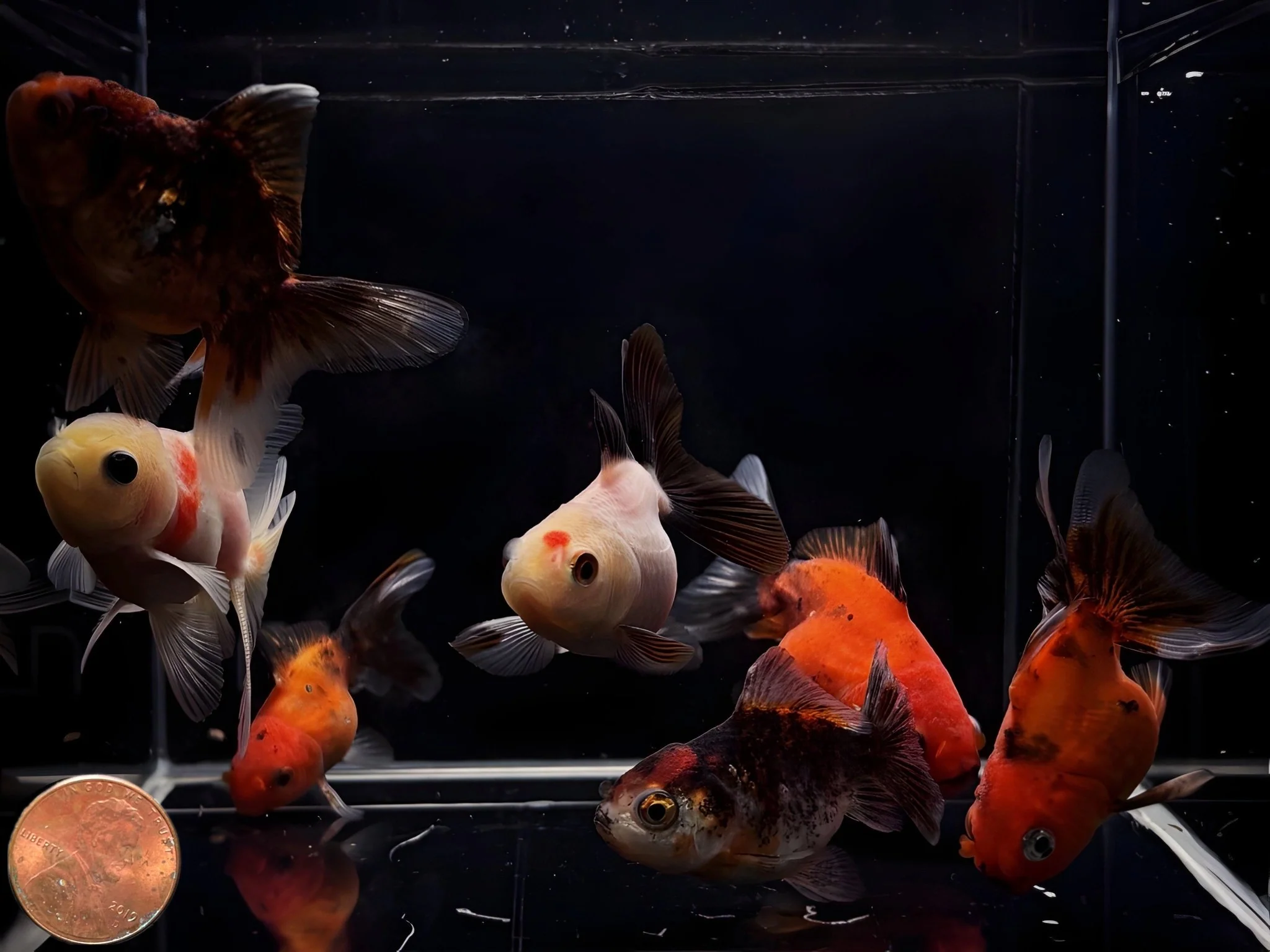 Assorted Thailand Oranda Goldfish - 2"-2.5" - Image 2