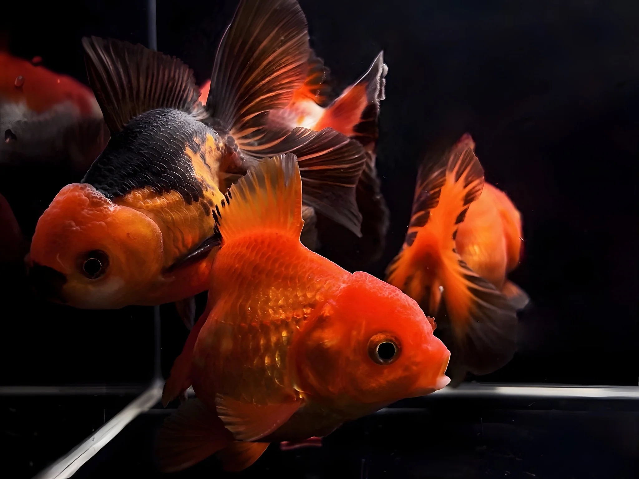 Assorted Thailand Oranda Goldfish - 3.25"-3.5"