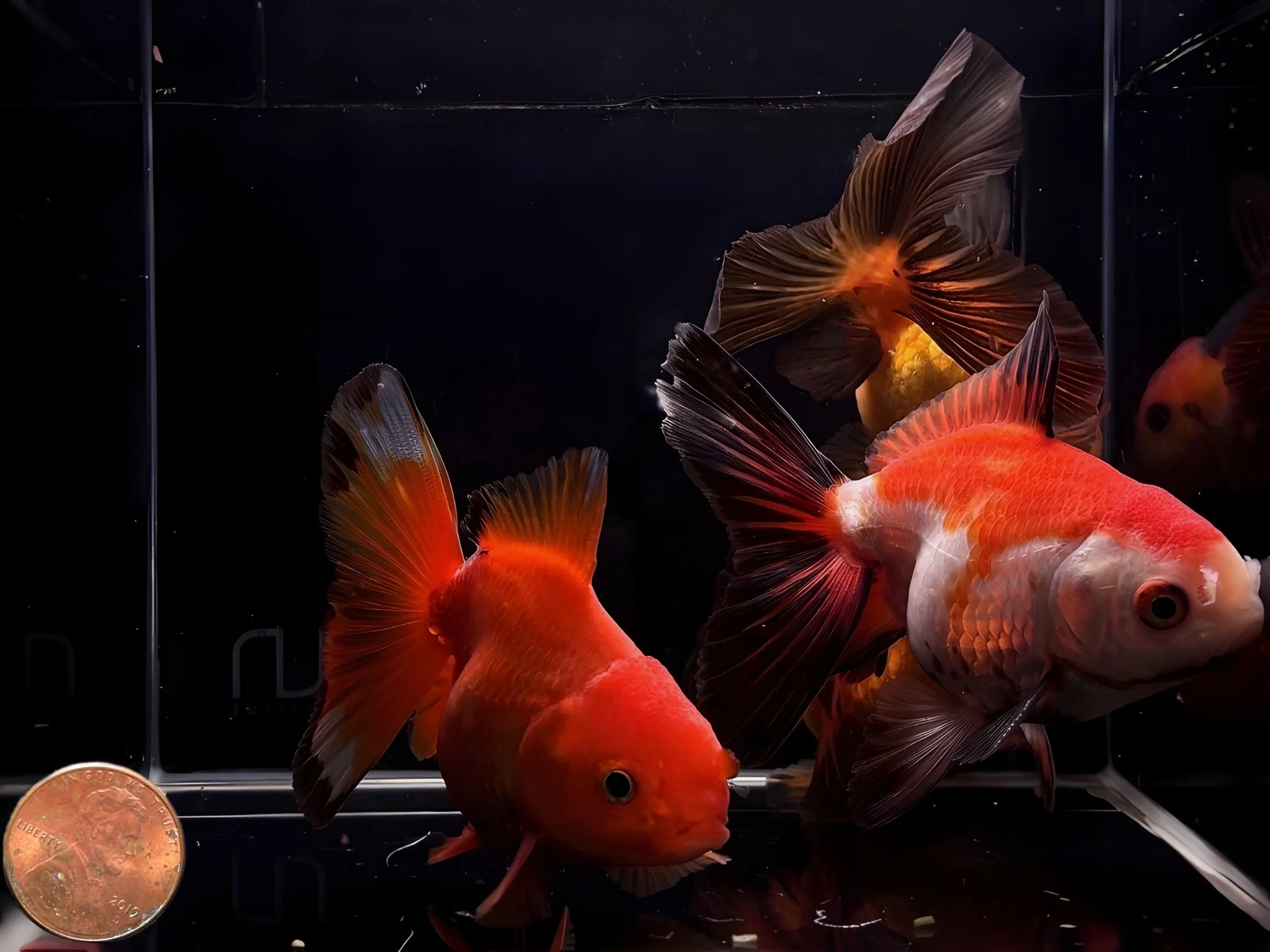 Assorted Thailand Oranda Goldfish - 3.25"-3.5" - Image 2