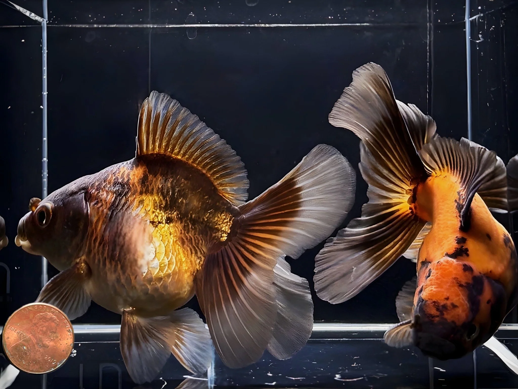 Assorted Thailand Oranda Goldfish - 4"-4.5" - Image 3