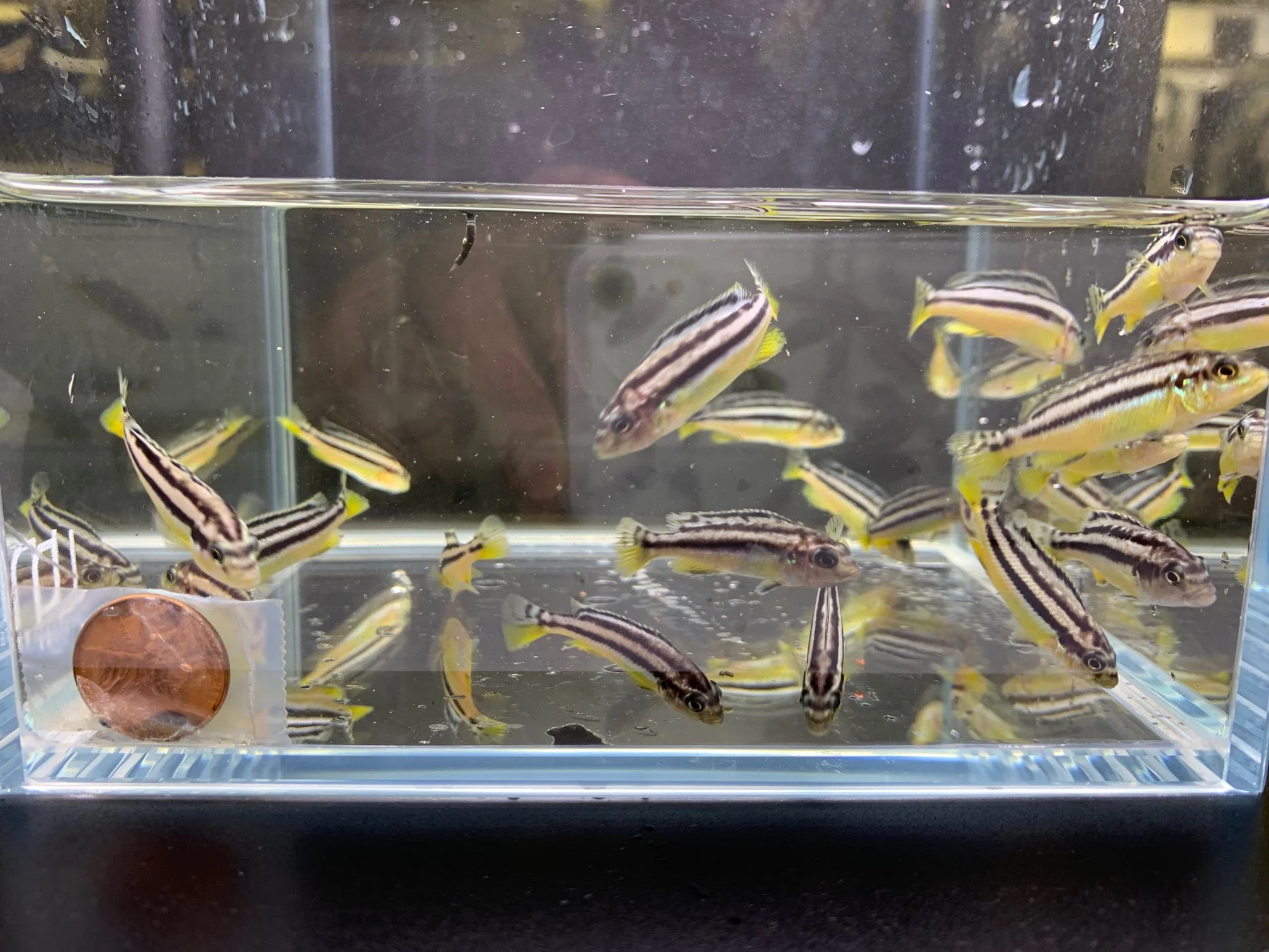 Auratus