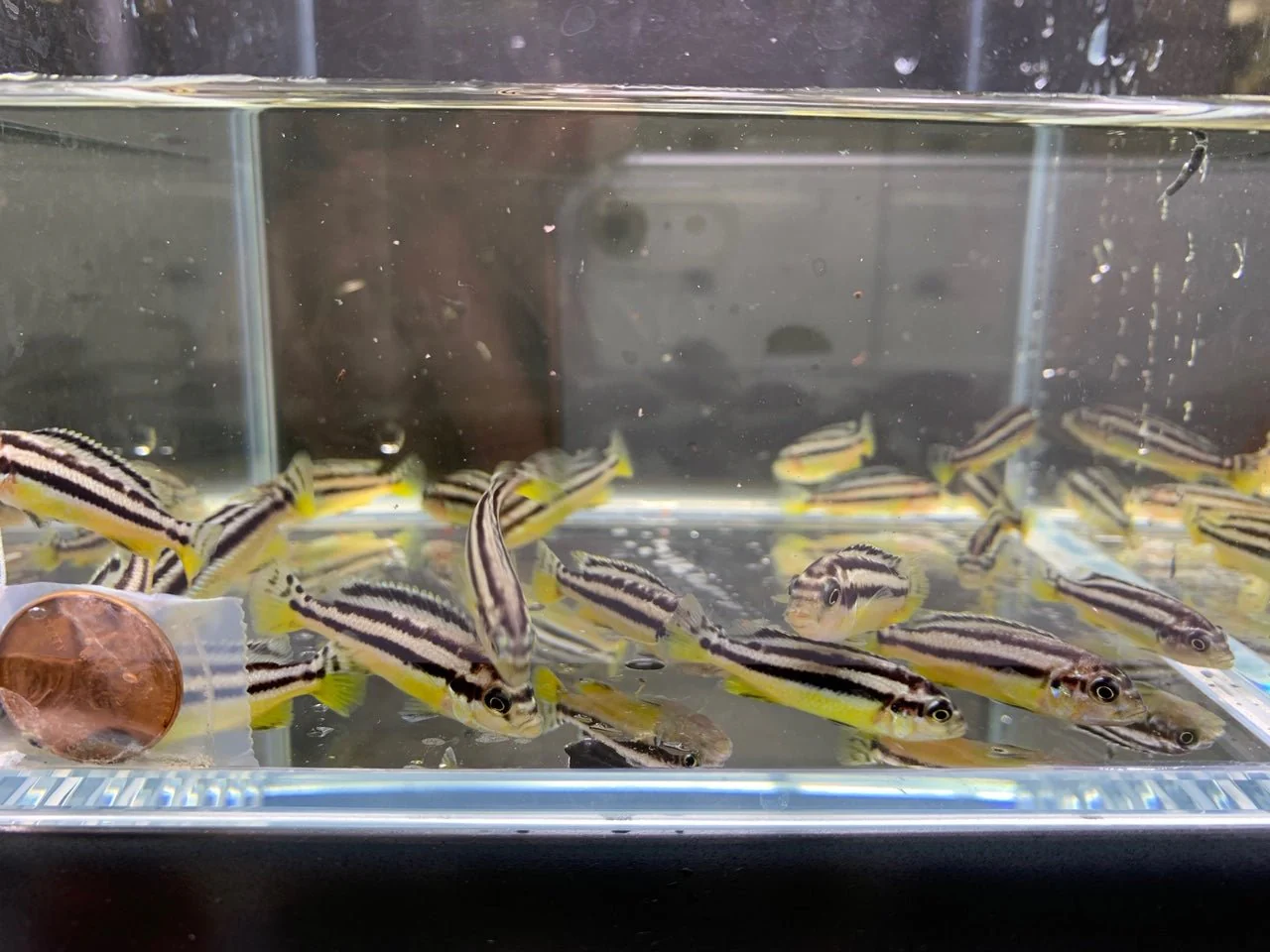 Auratus - Image 2