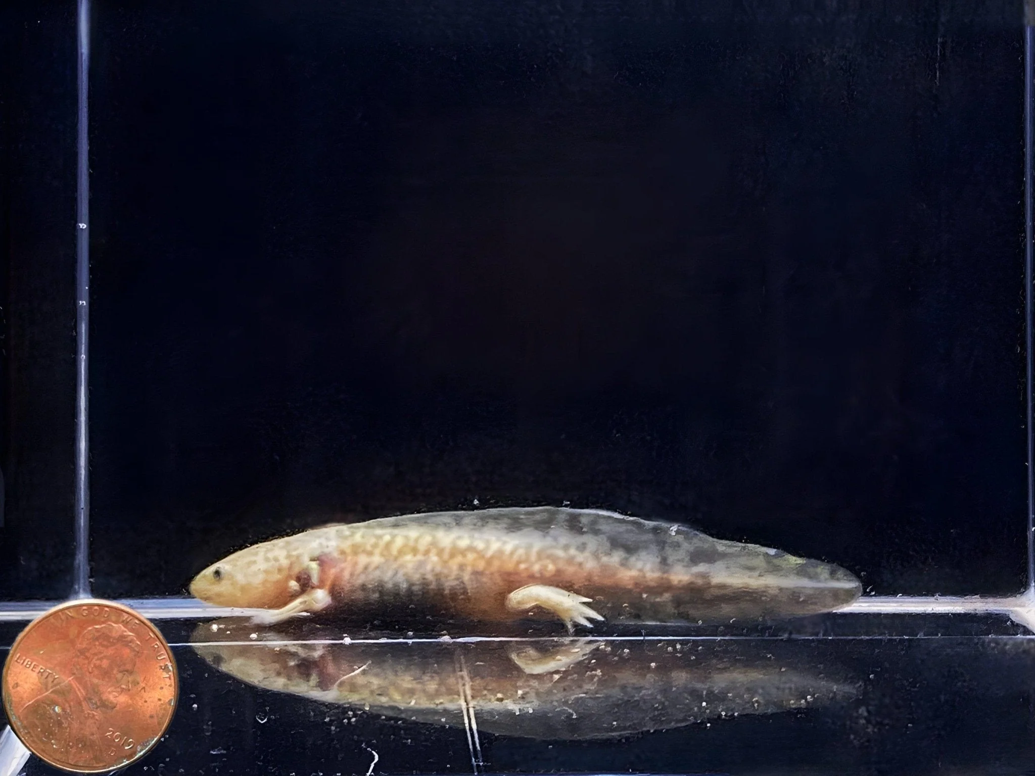 Axolotl - Image 3
