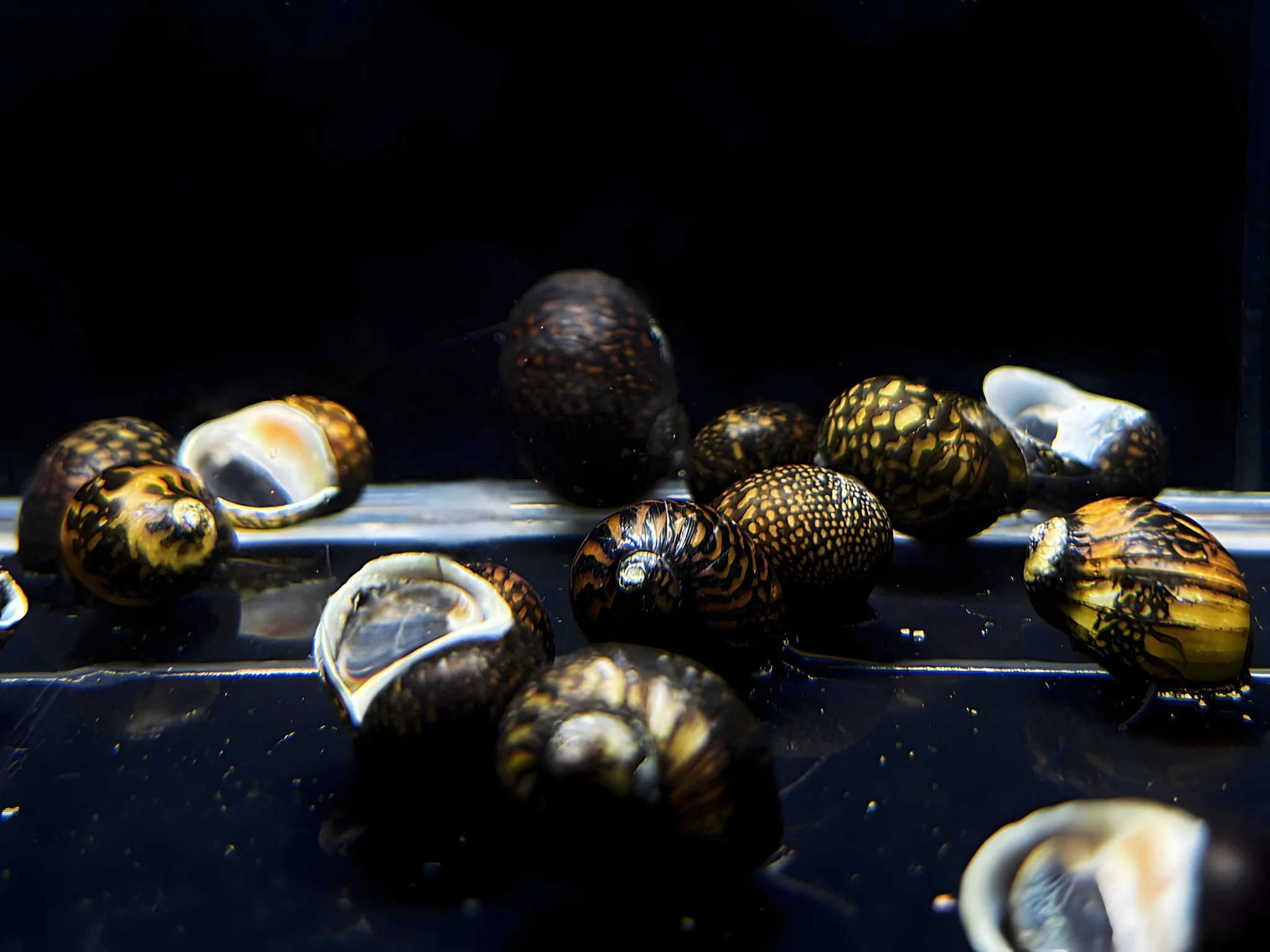 Batik Nerite Snail