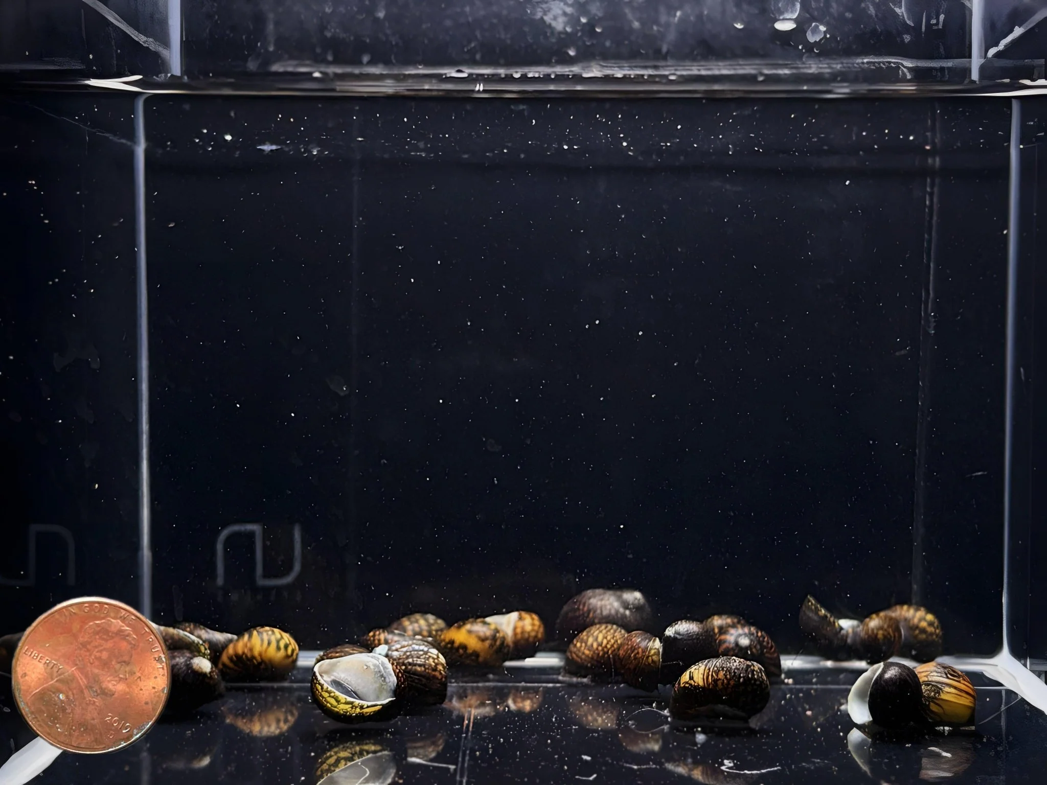 Batik Nerite Snail - Image 2