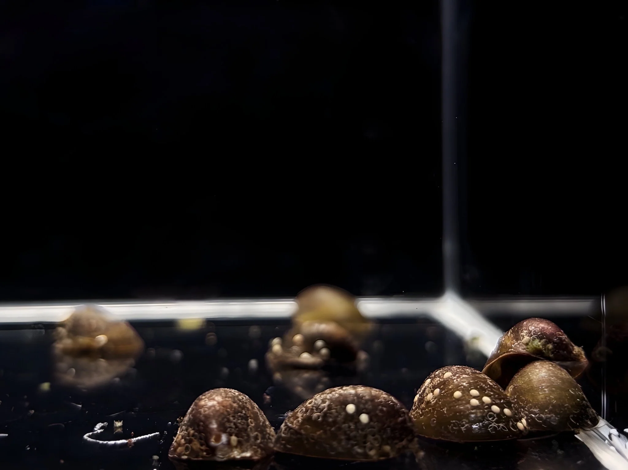 Batman Nerite Snail