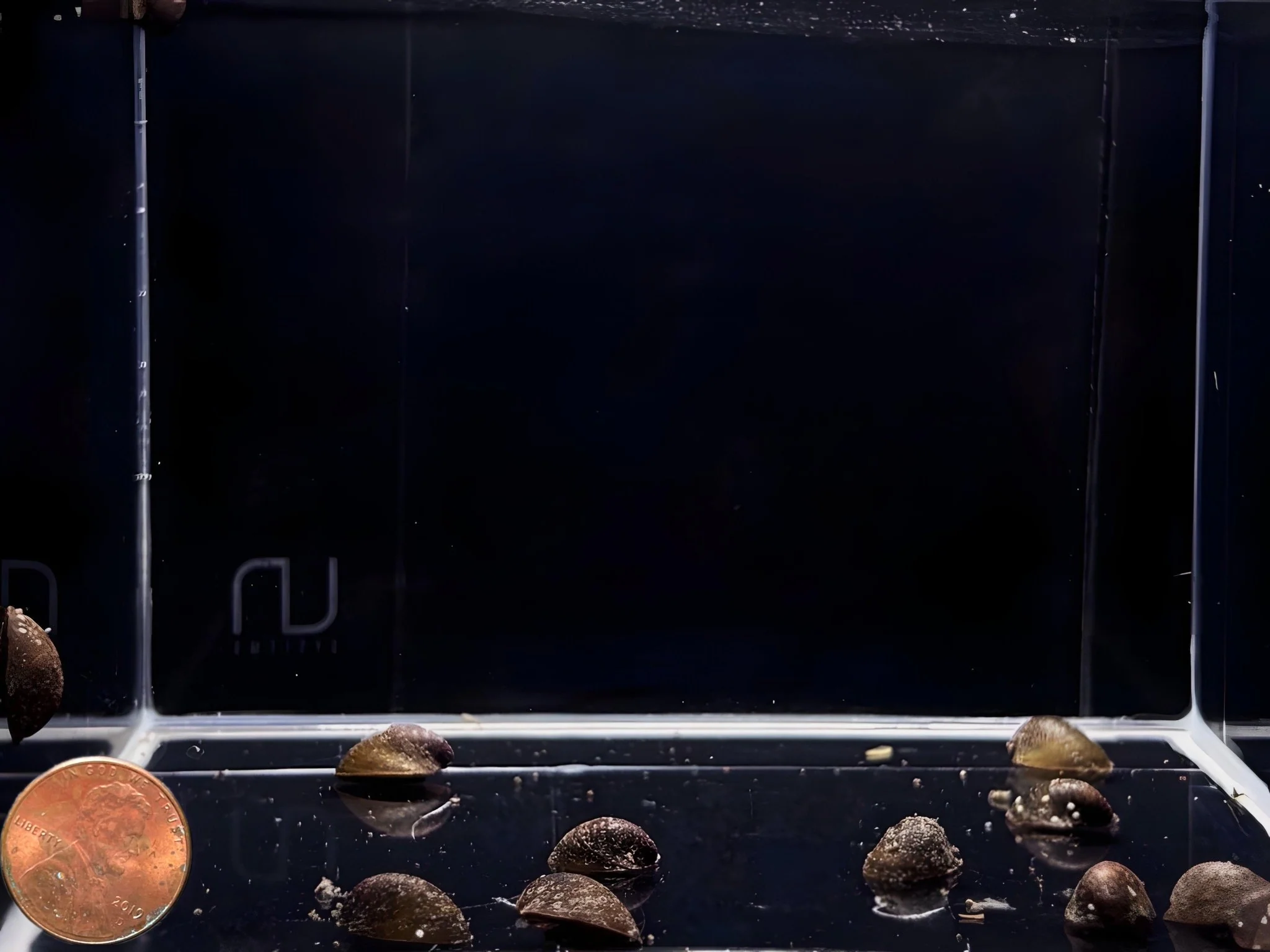 Batman Nerite Snail - Image 2