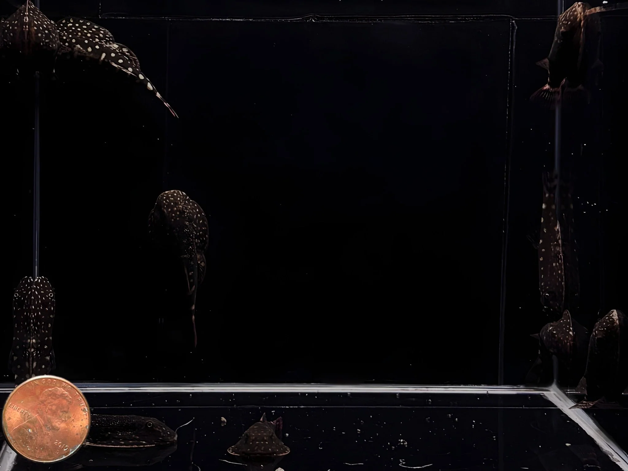 Hillstream Loach | Big Spot - Image 2