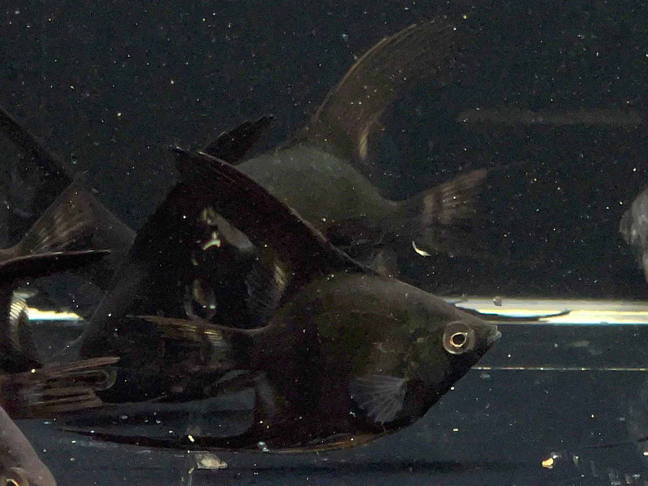 Black Angelfish