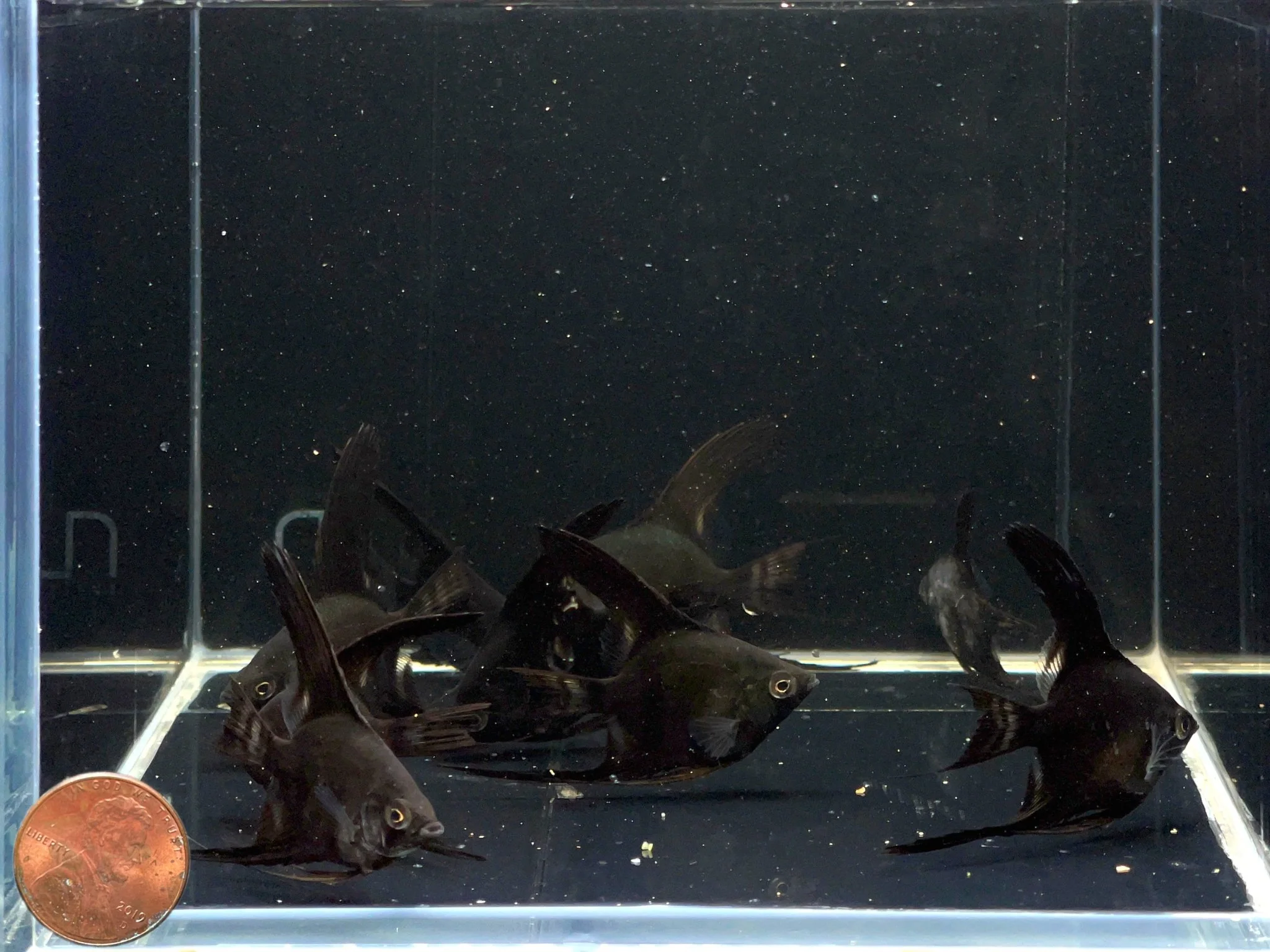 Black Angelfish - Image 2