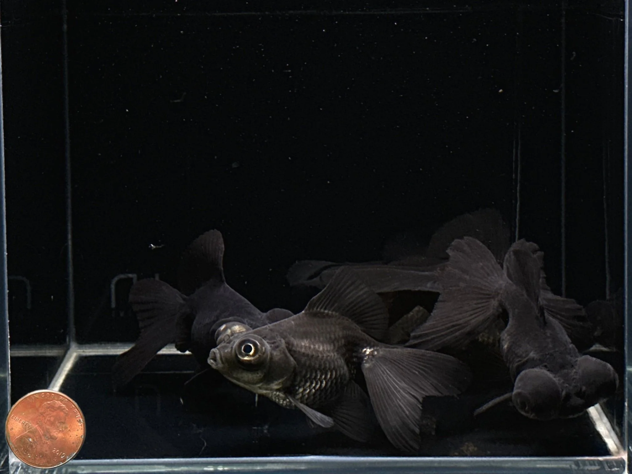 Black Butterfly Tail Goldfish 2.75-3.25" - Image 2