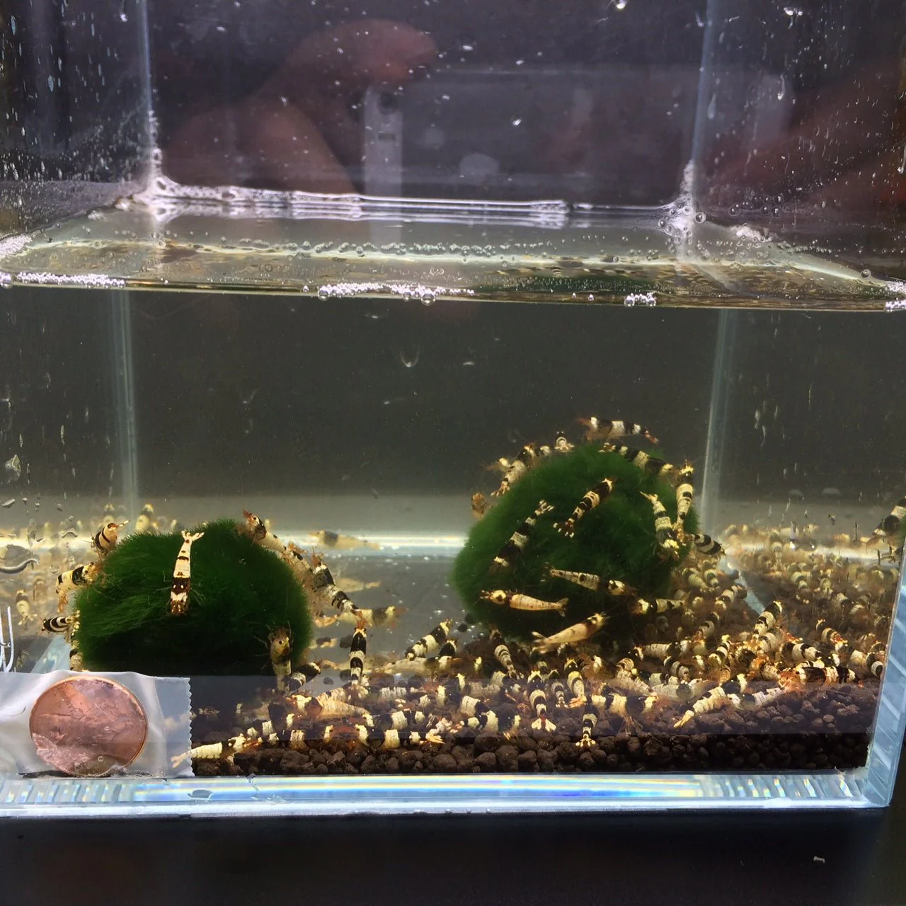 Black Crystal Shrimp (Grade S) - Image 3
